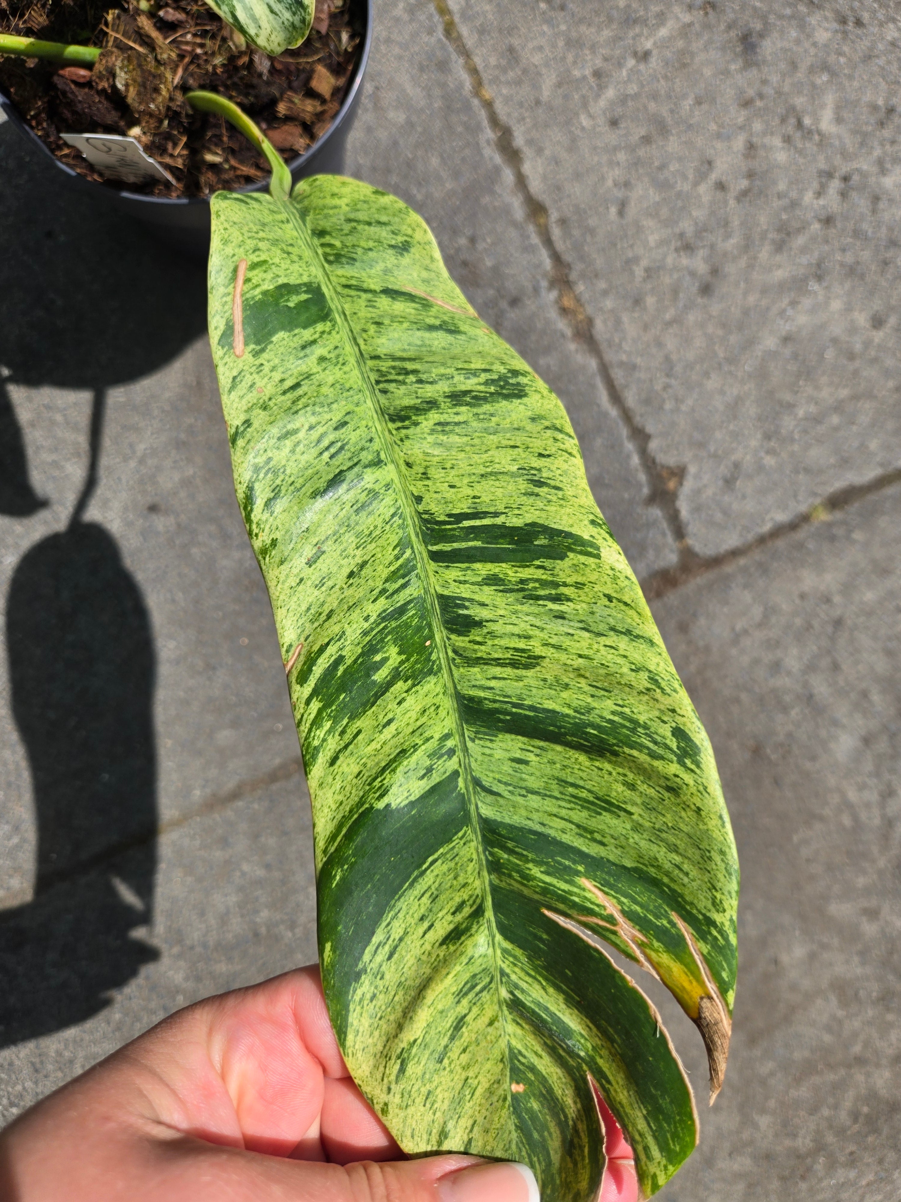 Epipremnum Giganteum Marble