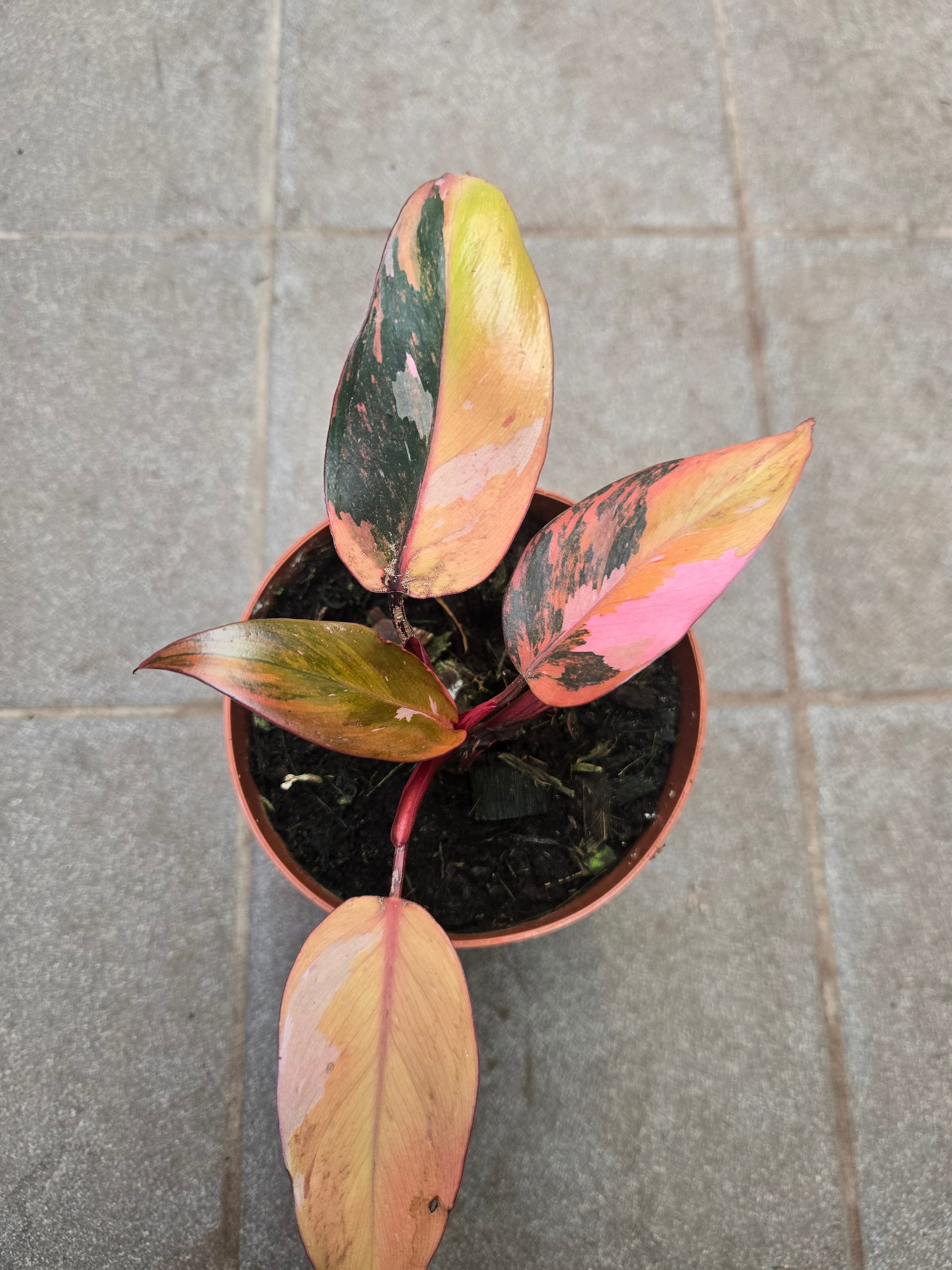 Philodendron Fire of Princess