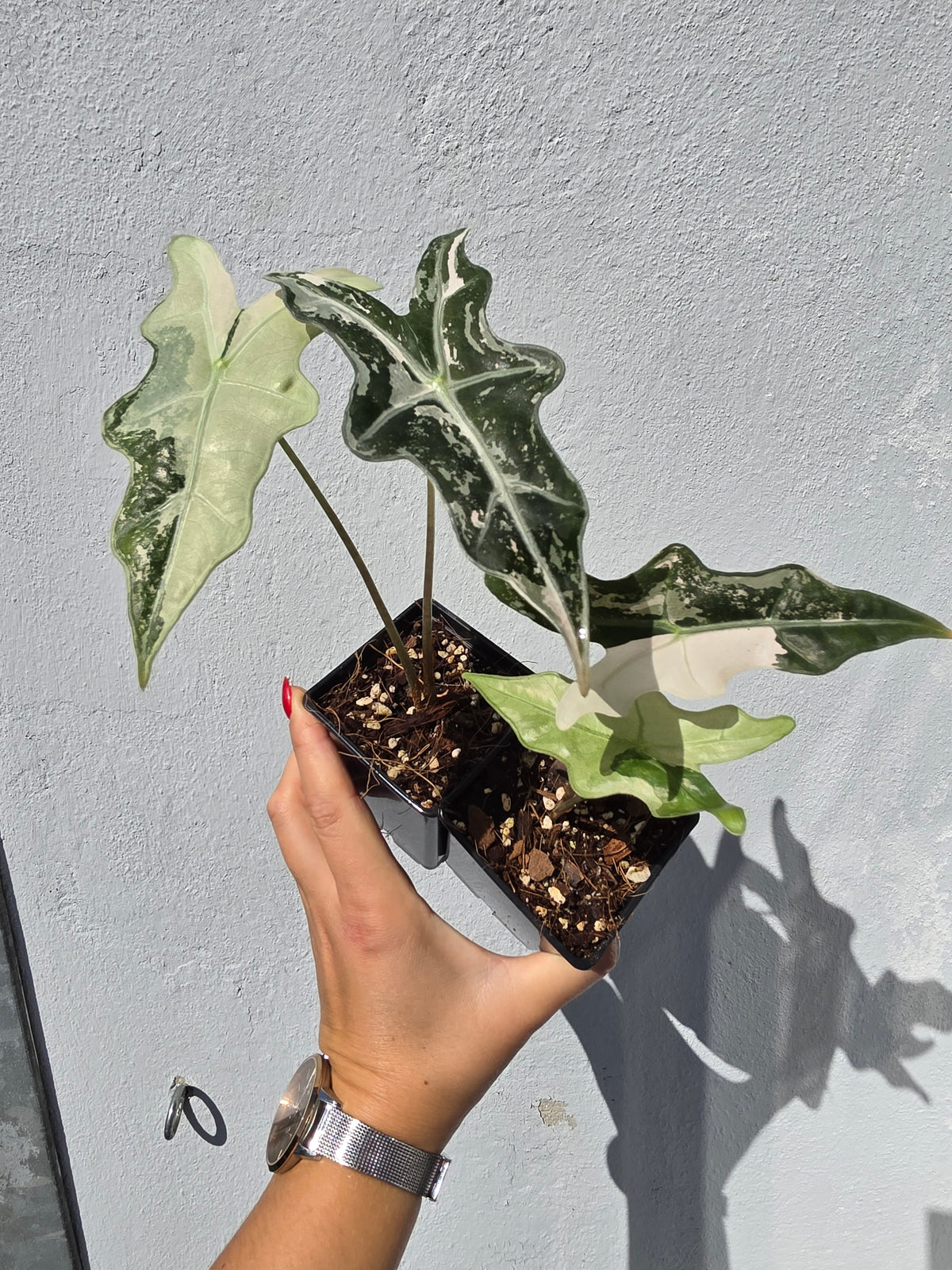 Alocasia Nobilis Pink S