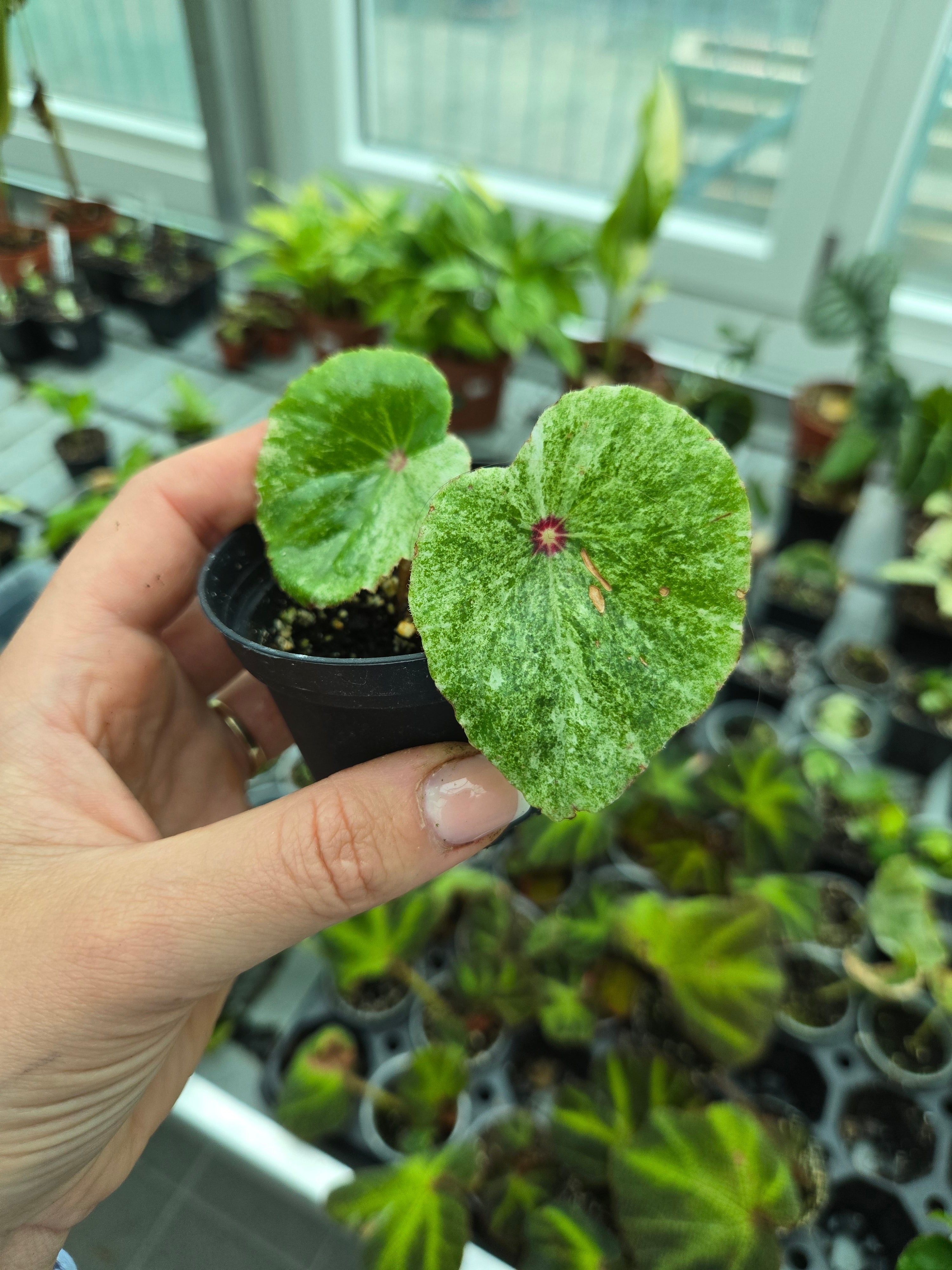 Begonia Rouge variegata