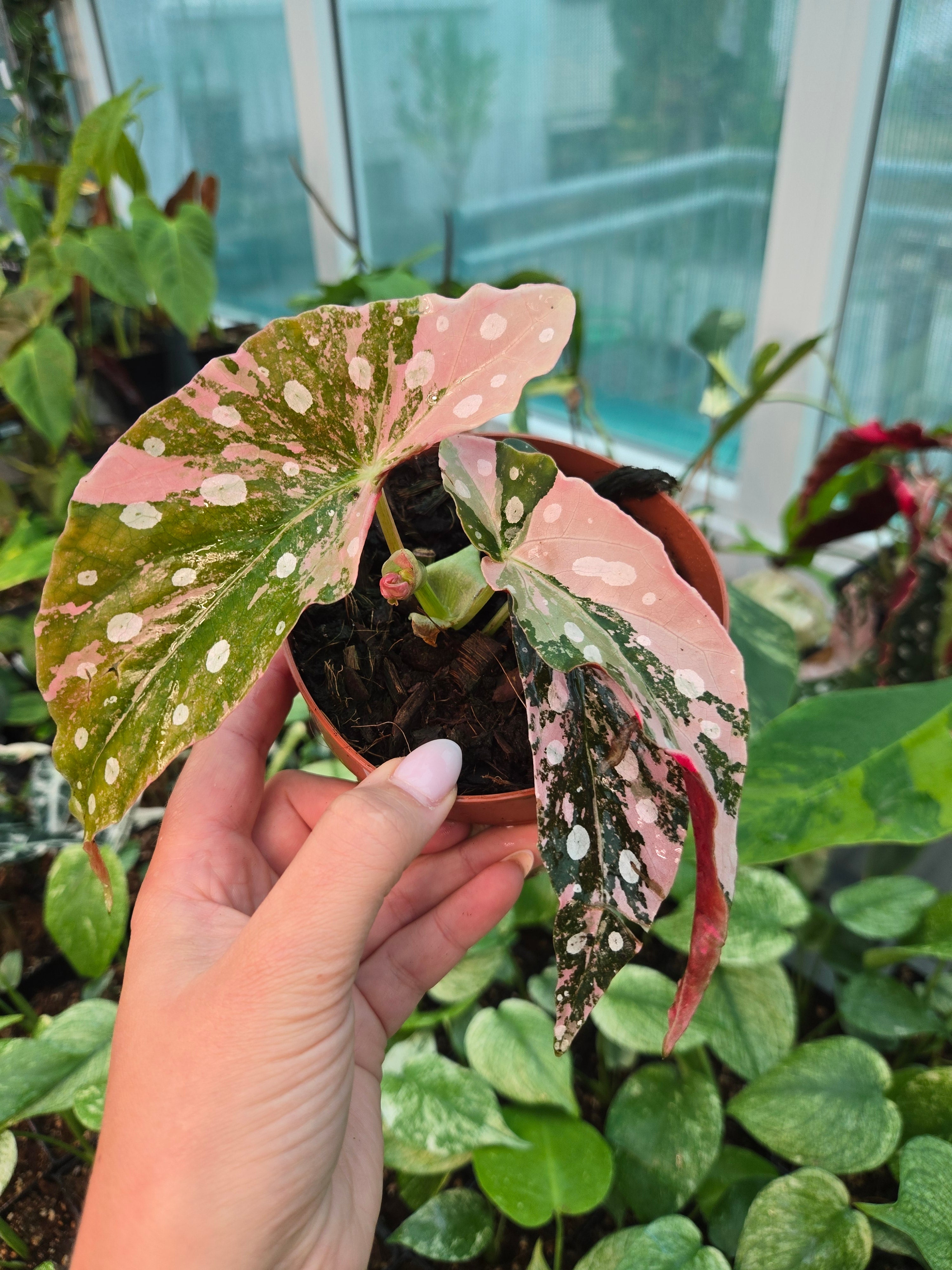 Begonia Maculata Pink M