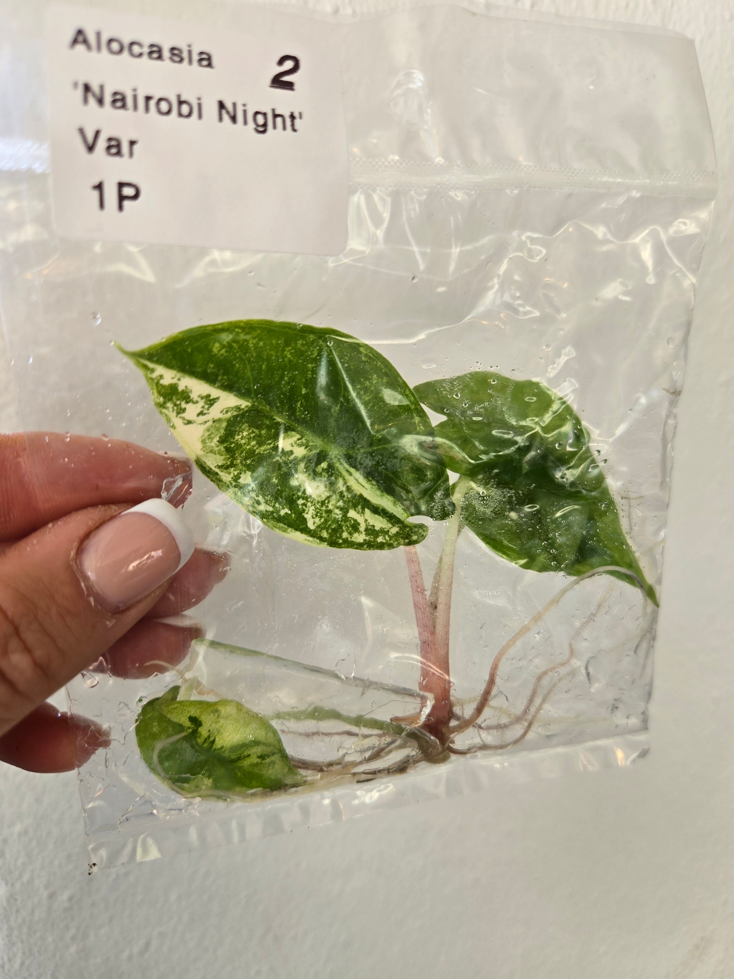 Alocasia Nairobi Night Variegata- TC - Tissue Culture