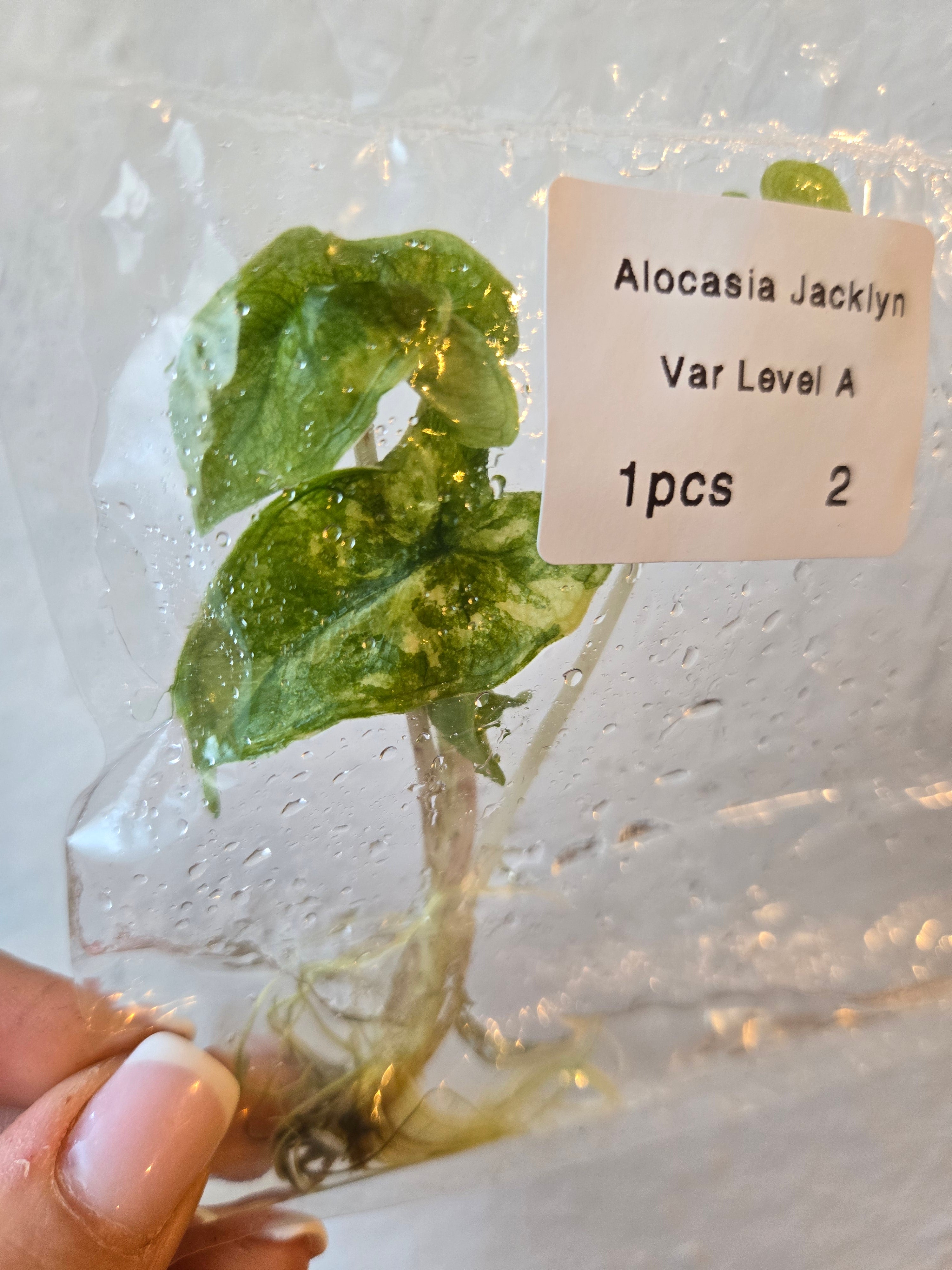 Alocasia Jacklyn Premium Variegated- TC