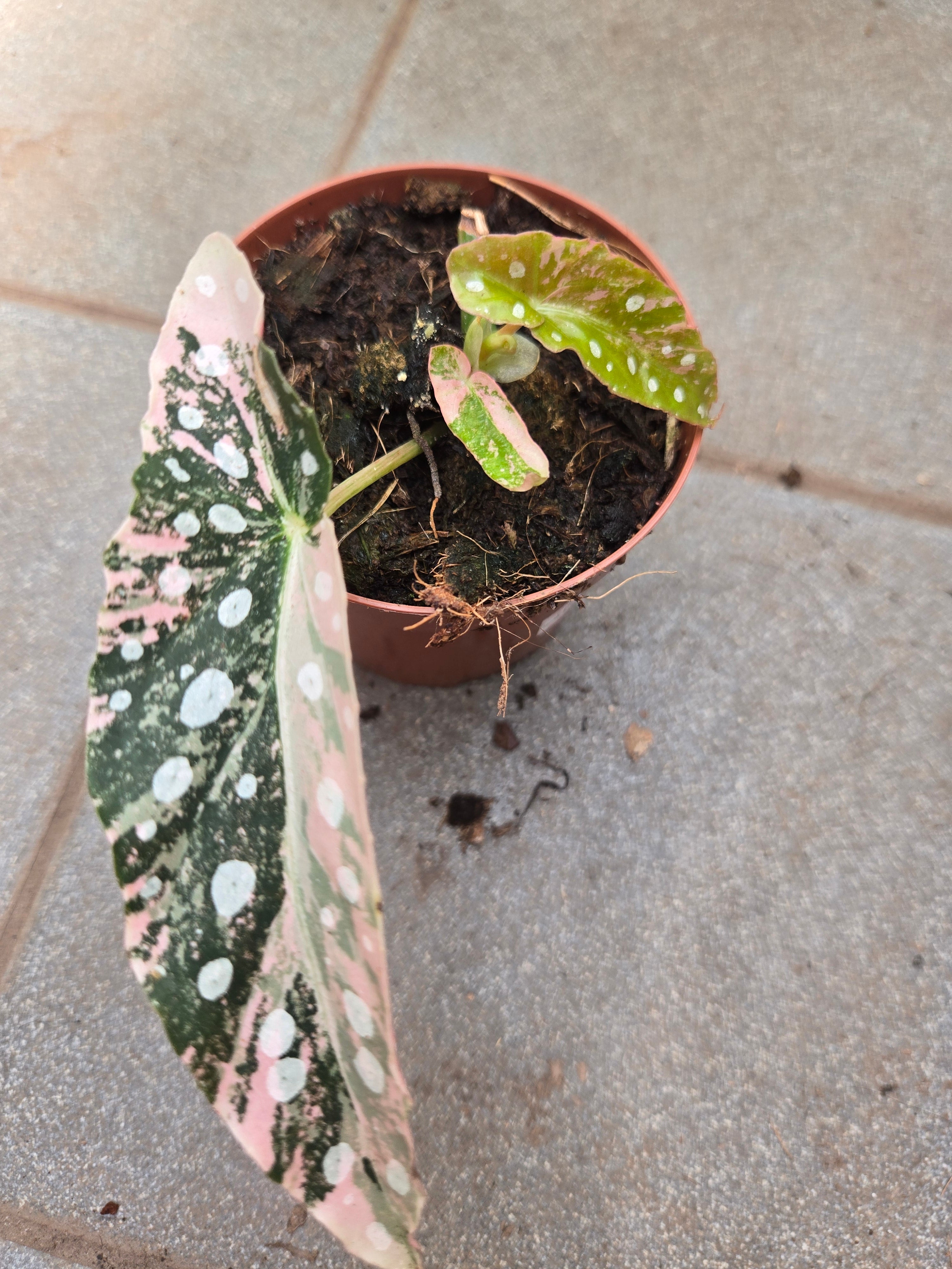 Begonia Maculata Pink S