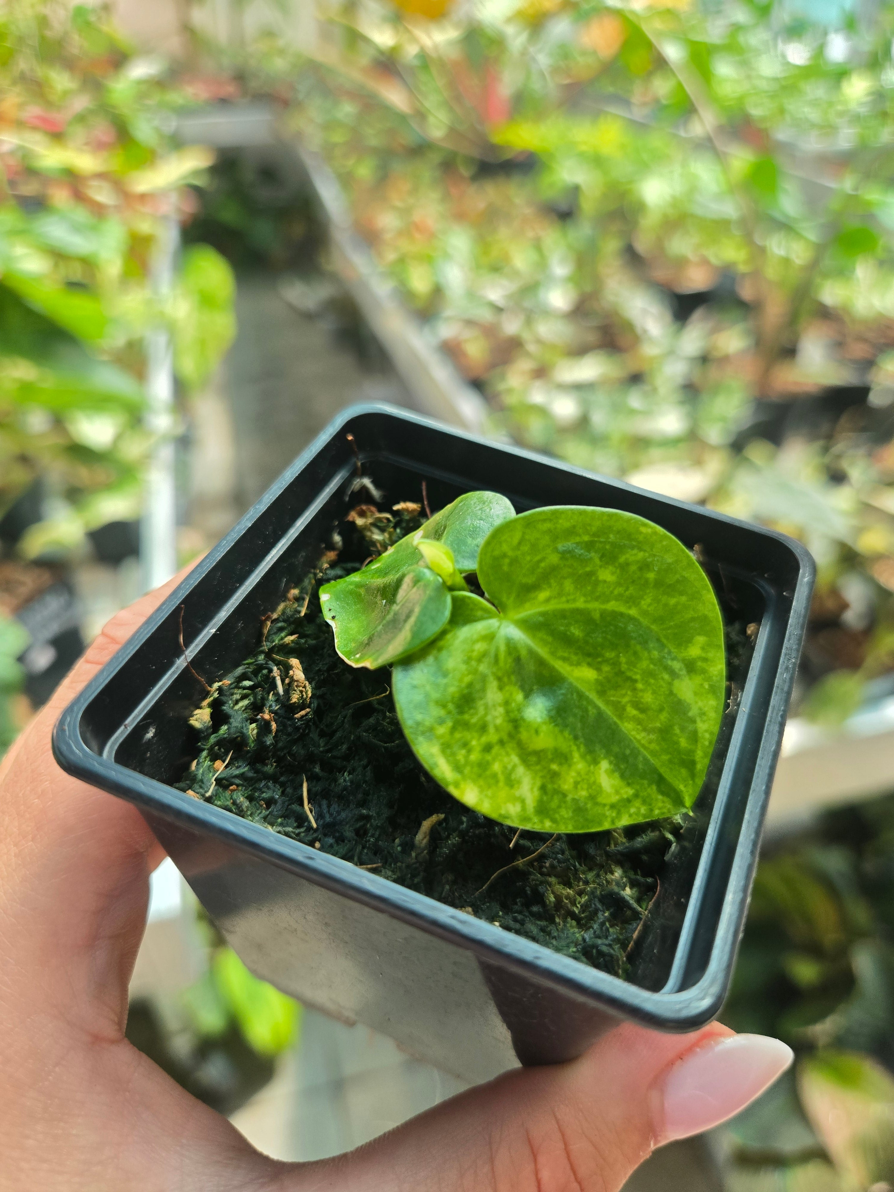 Anthurium Starbucks Variegata- Sadplant