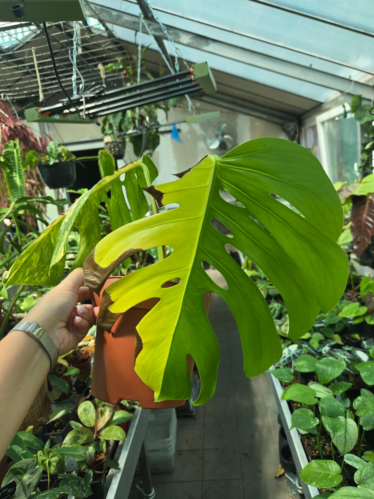 Monstera Aurea Kopfsteckling - Sadplant