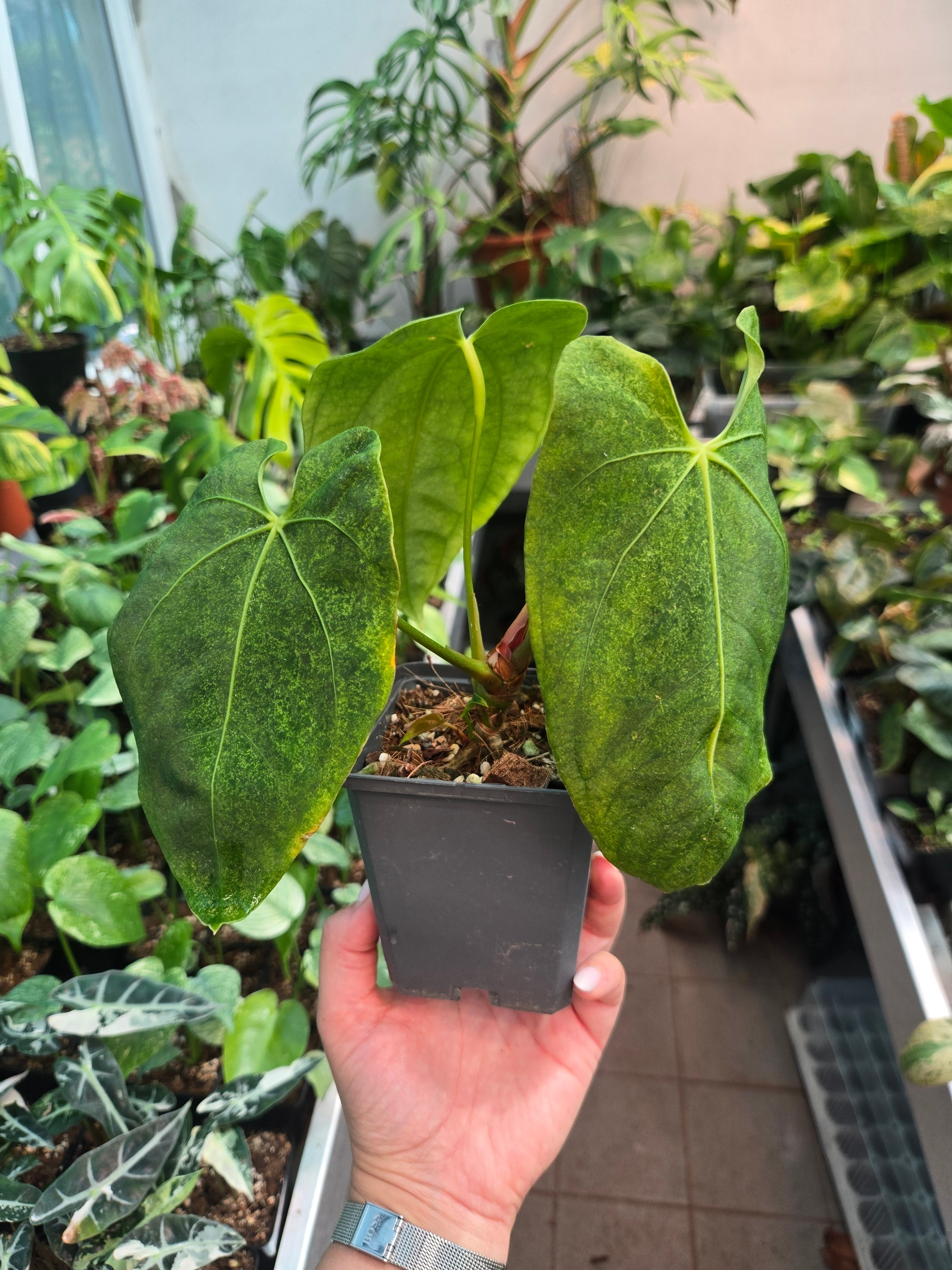 Anthurium AOS x Forttila -Sadplant