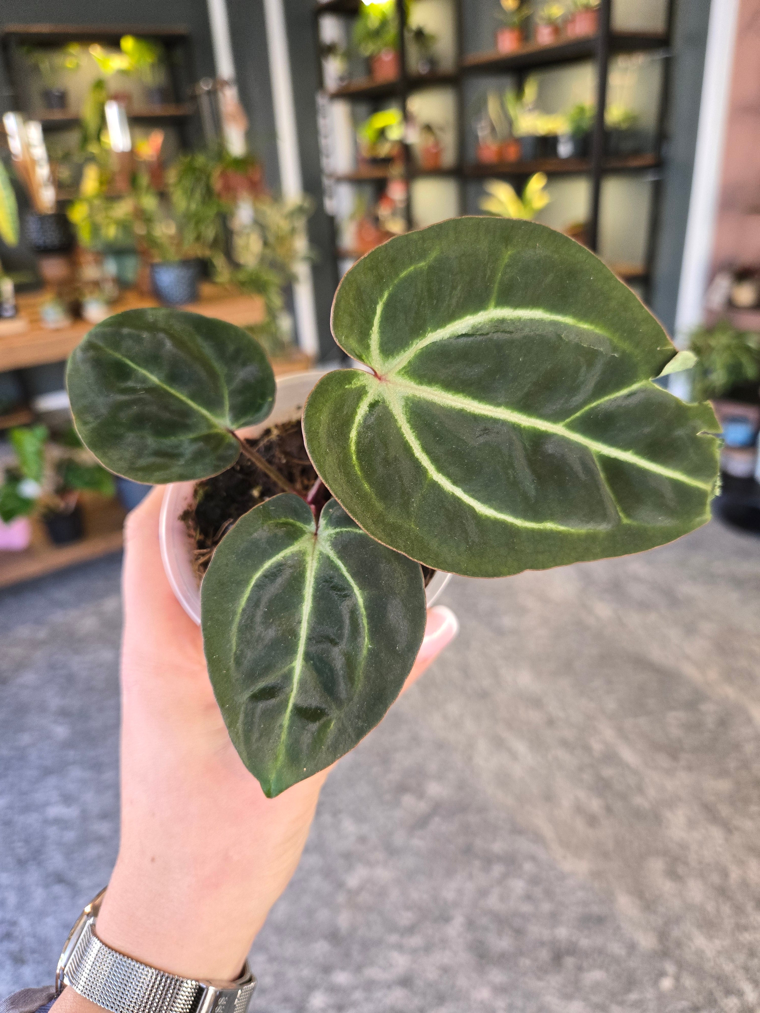 Anthurium Zara x Michel x besseae aff