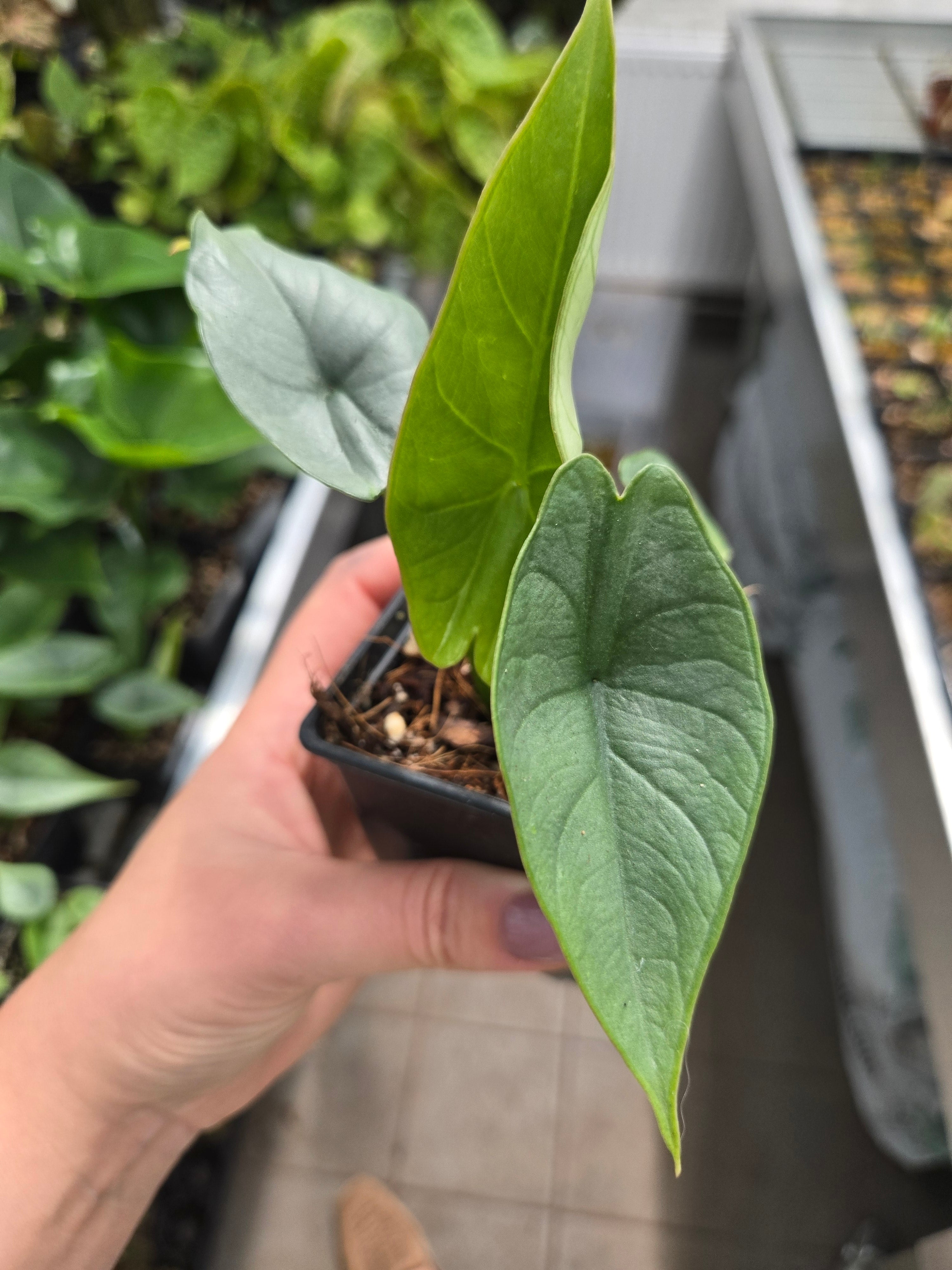 Alocasia Bisma