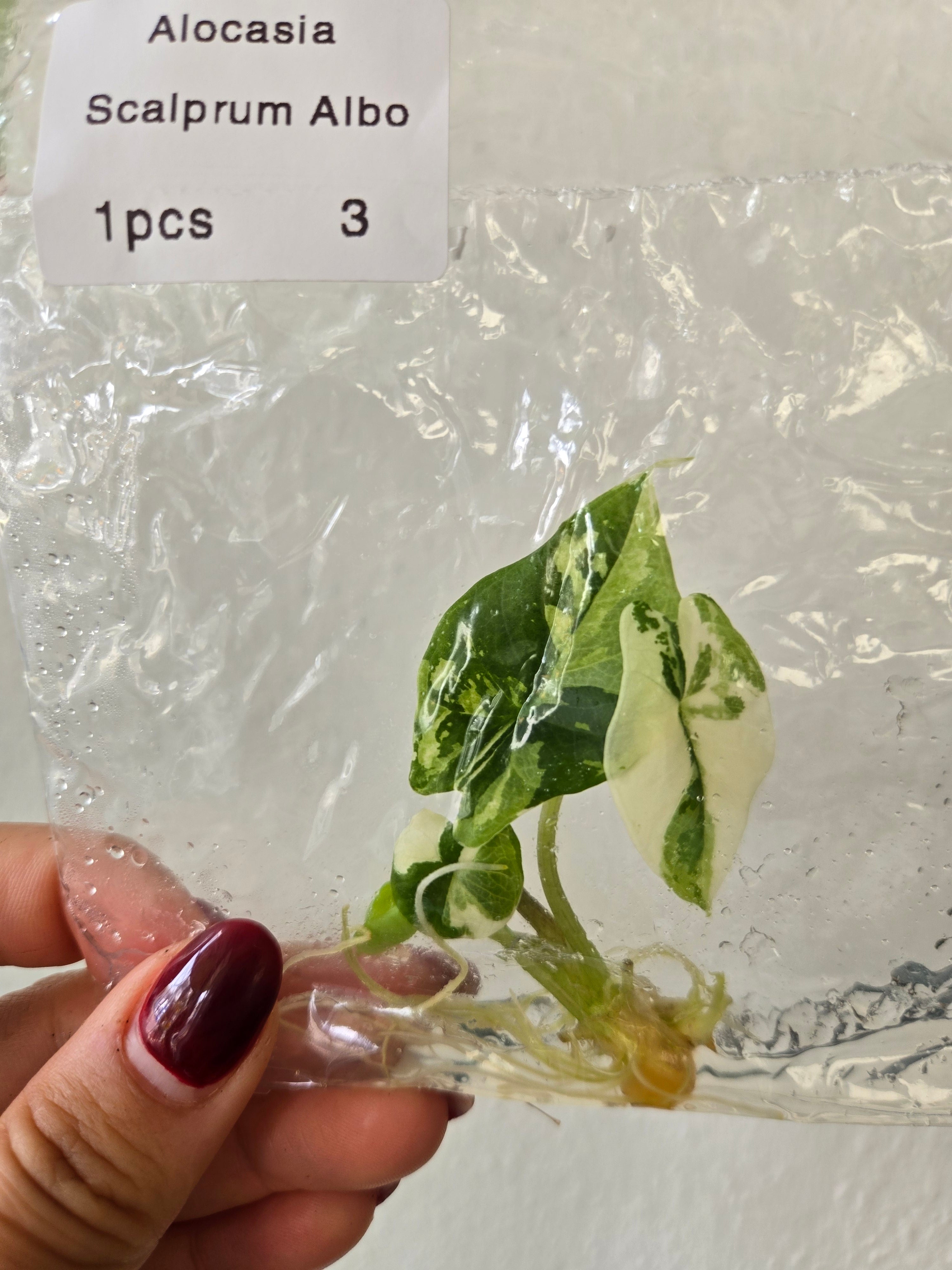 Alocasia Scalprum Albo