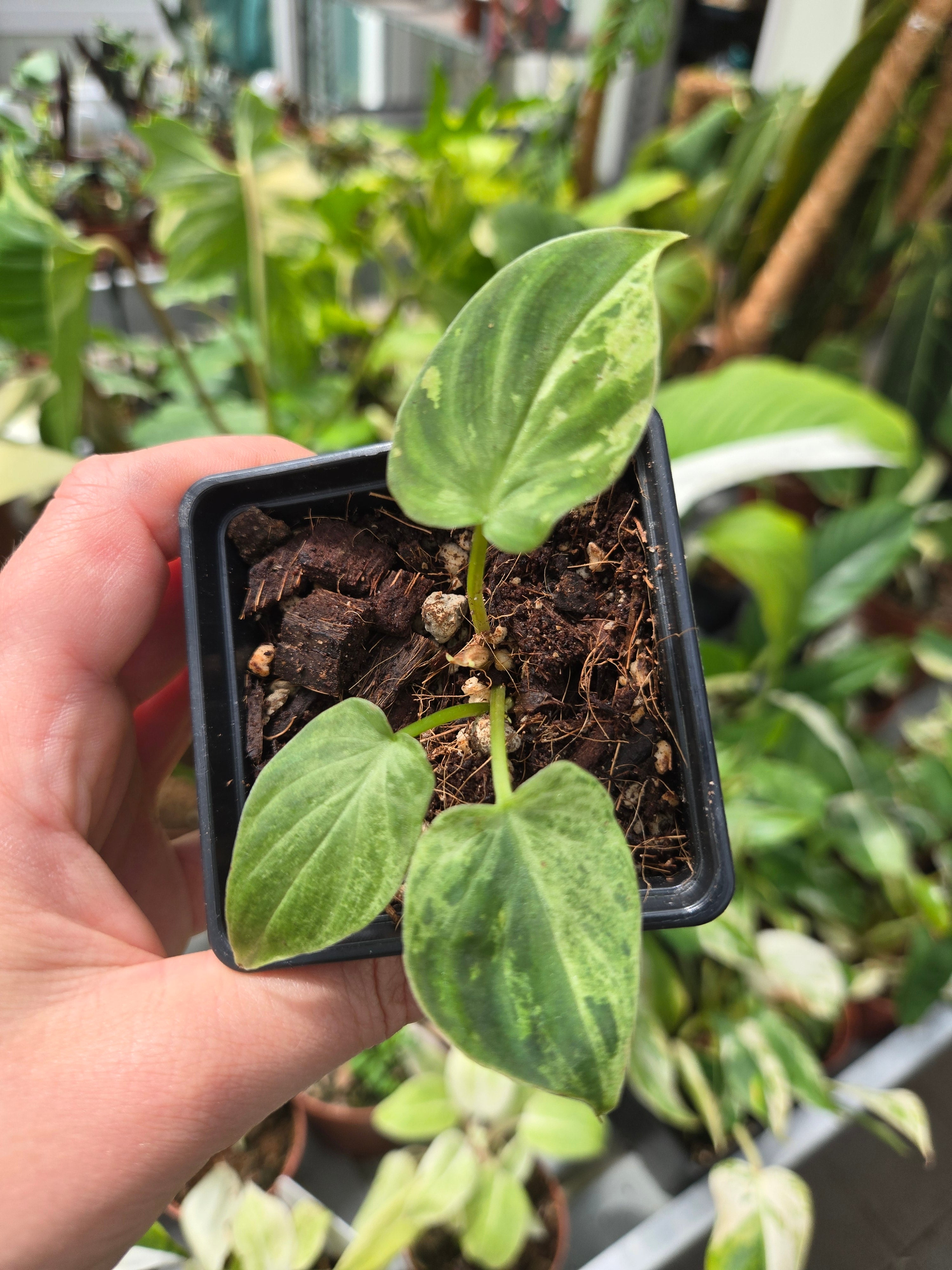 Philodendron Verrucosum Variegata