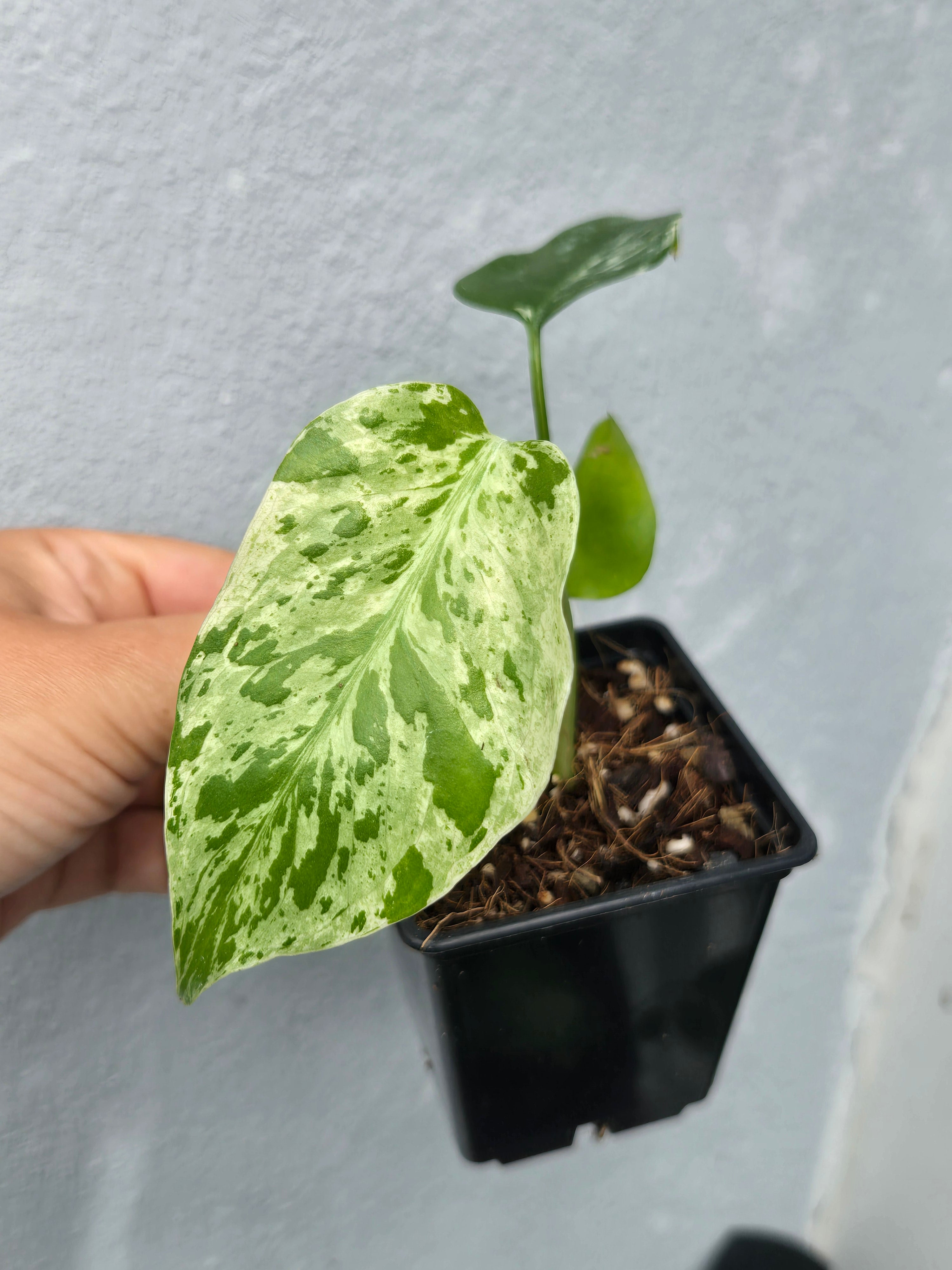 Monstera Bulbasaur