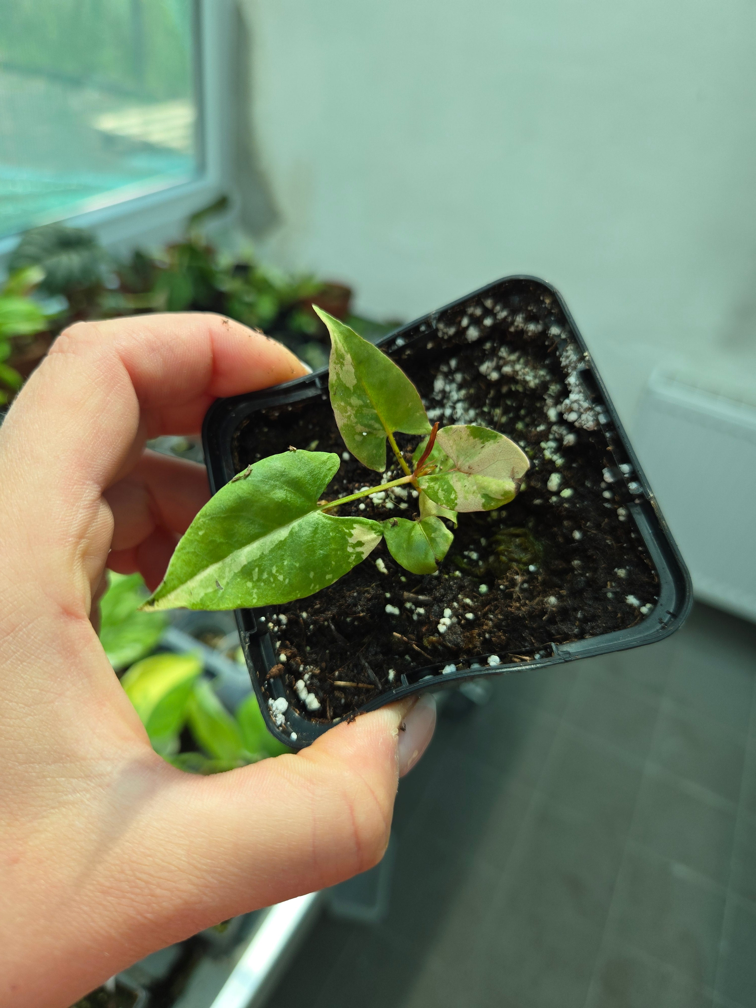 Fallopia Multiflora Variegata