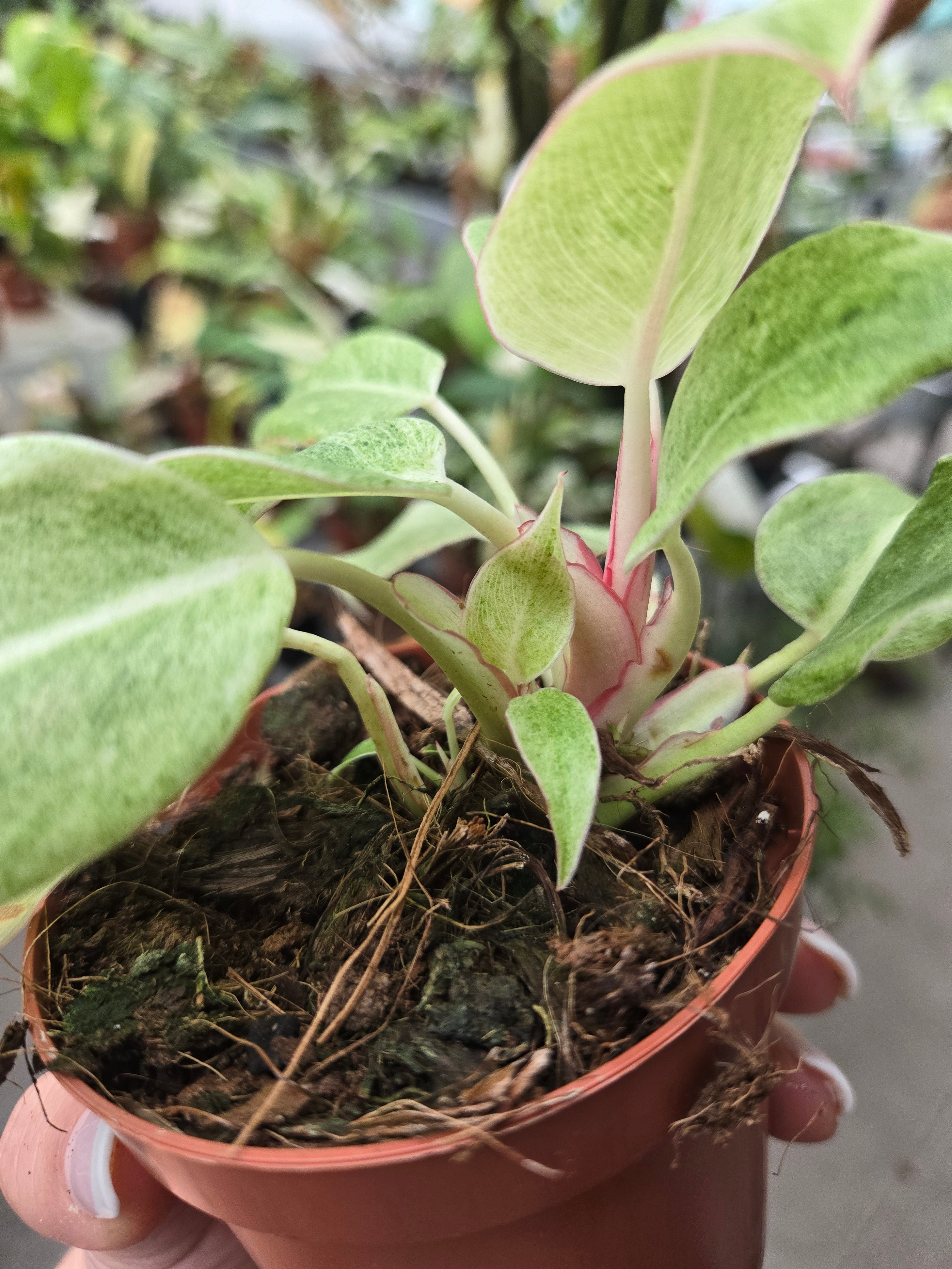 Philodendron noID