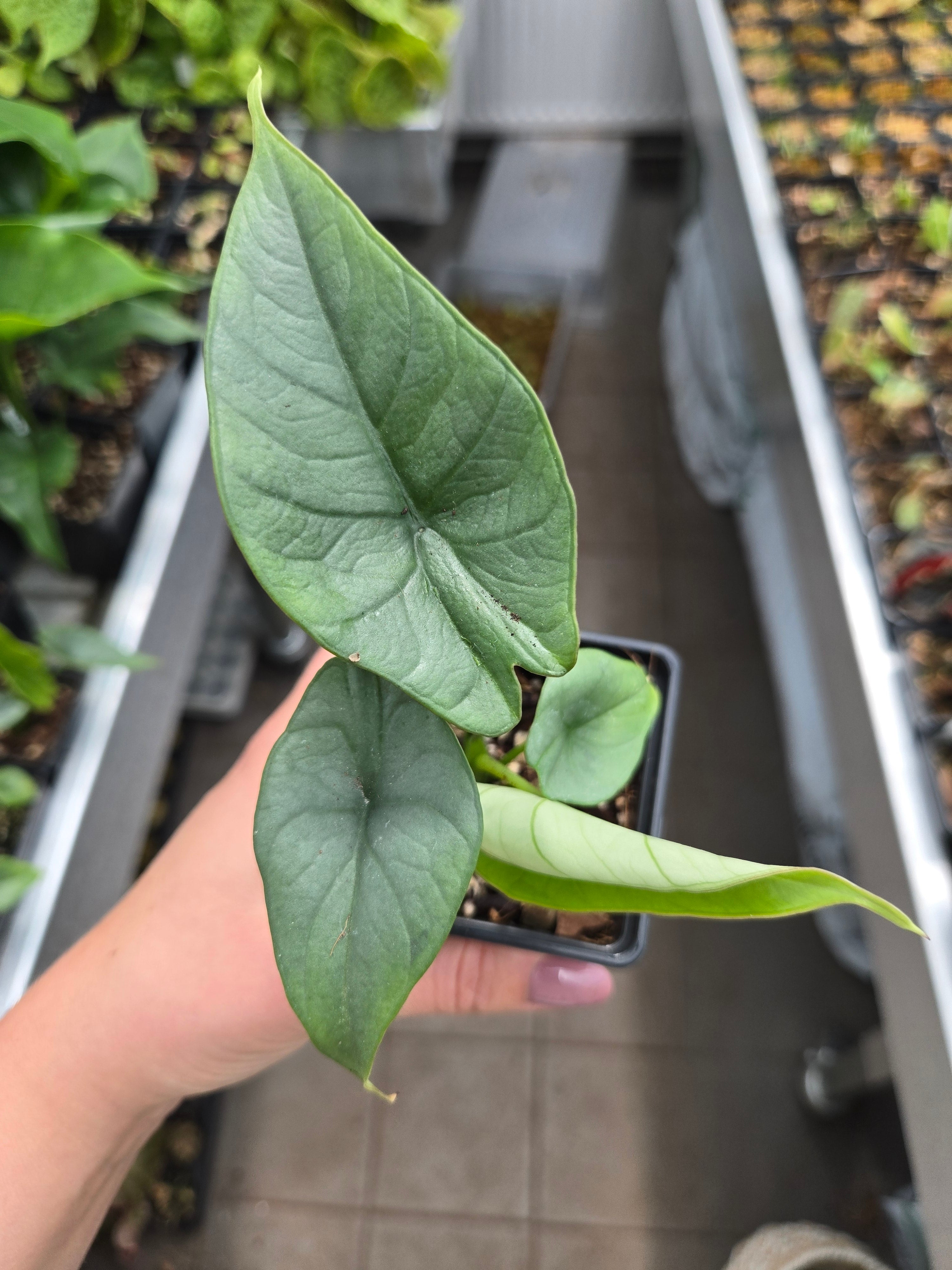 Alocasia Bisma