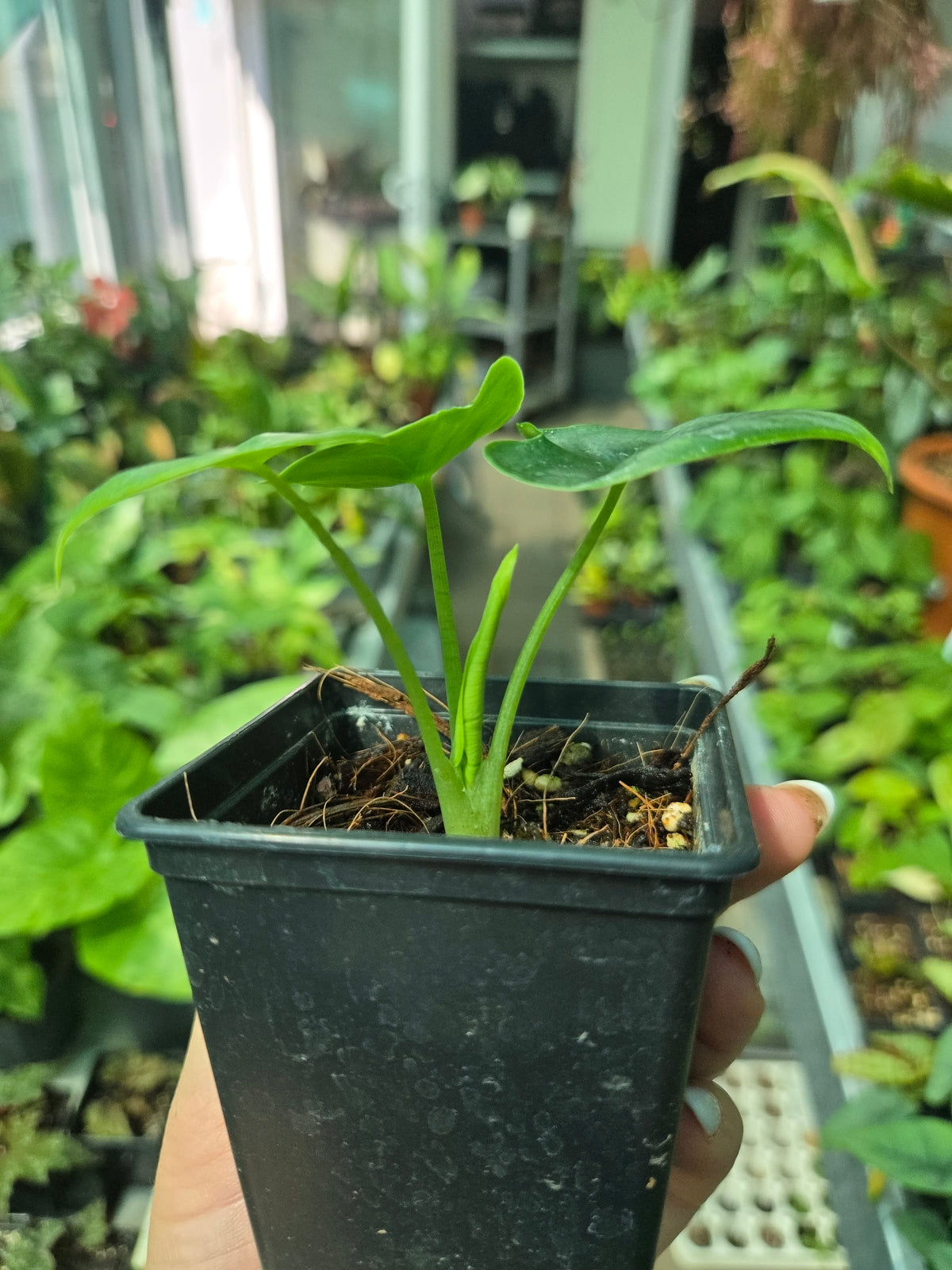 Alocasia Reversa - Babyplant