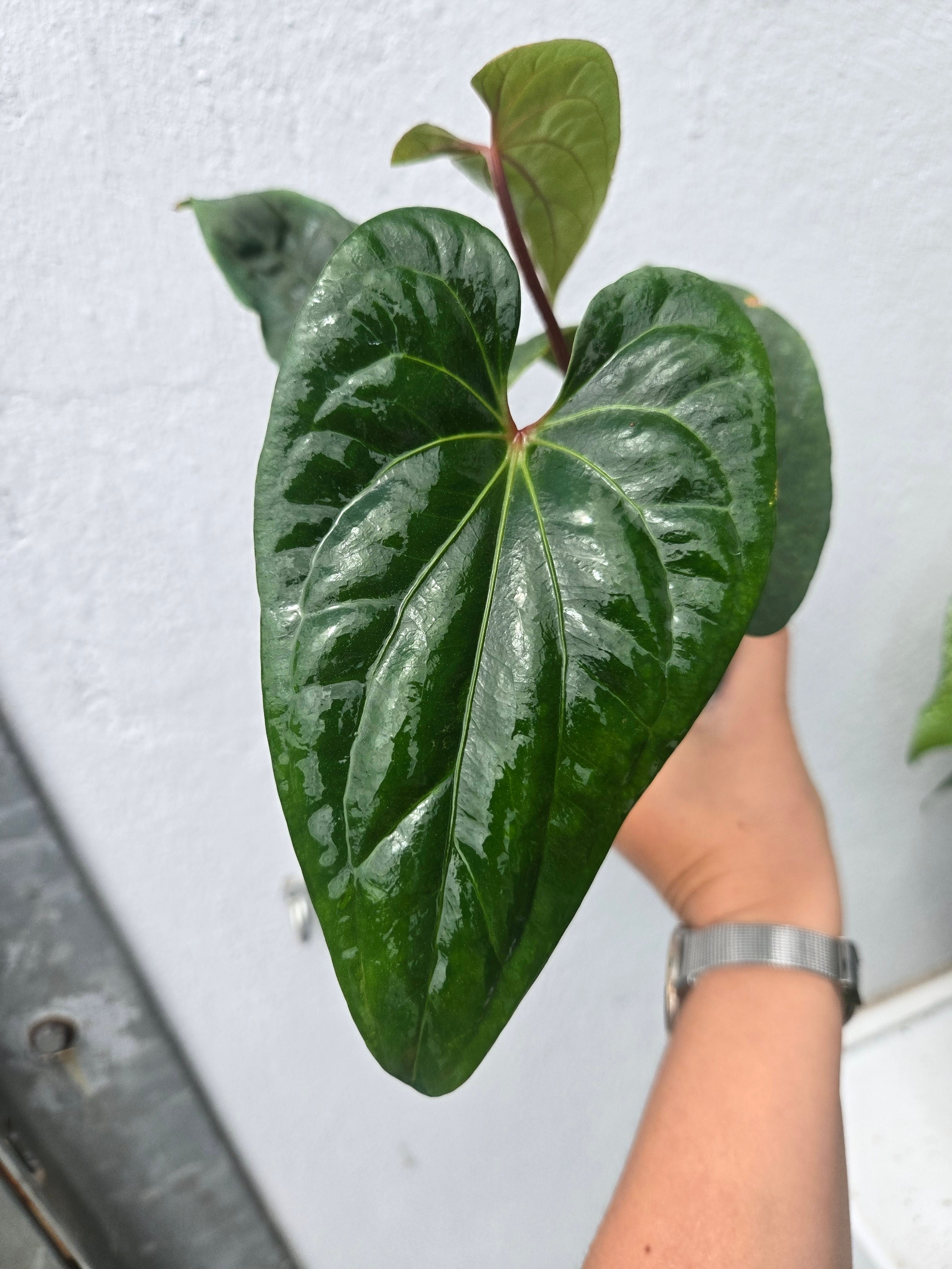 Anthurium Butterfly x Dark Phönix