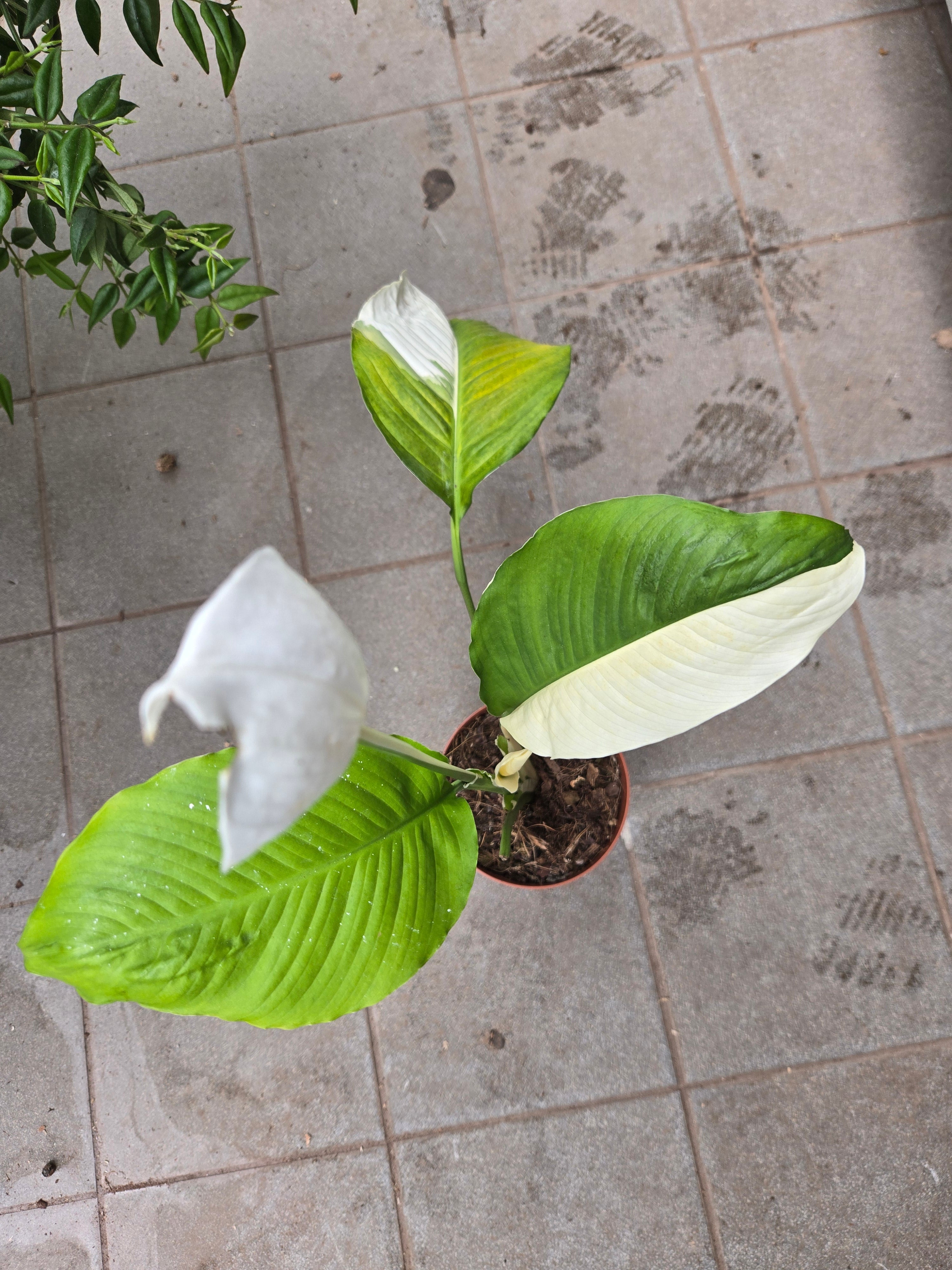 Spathiphyllum Domino Albo