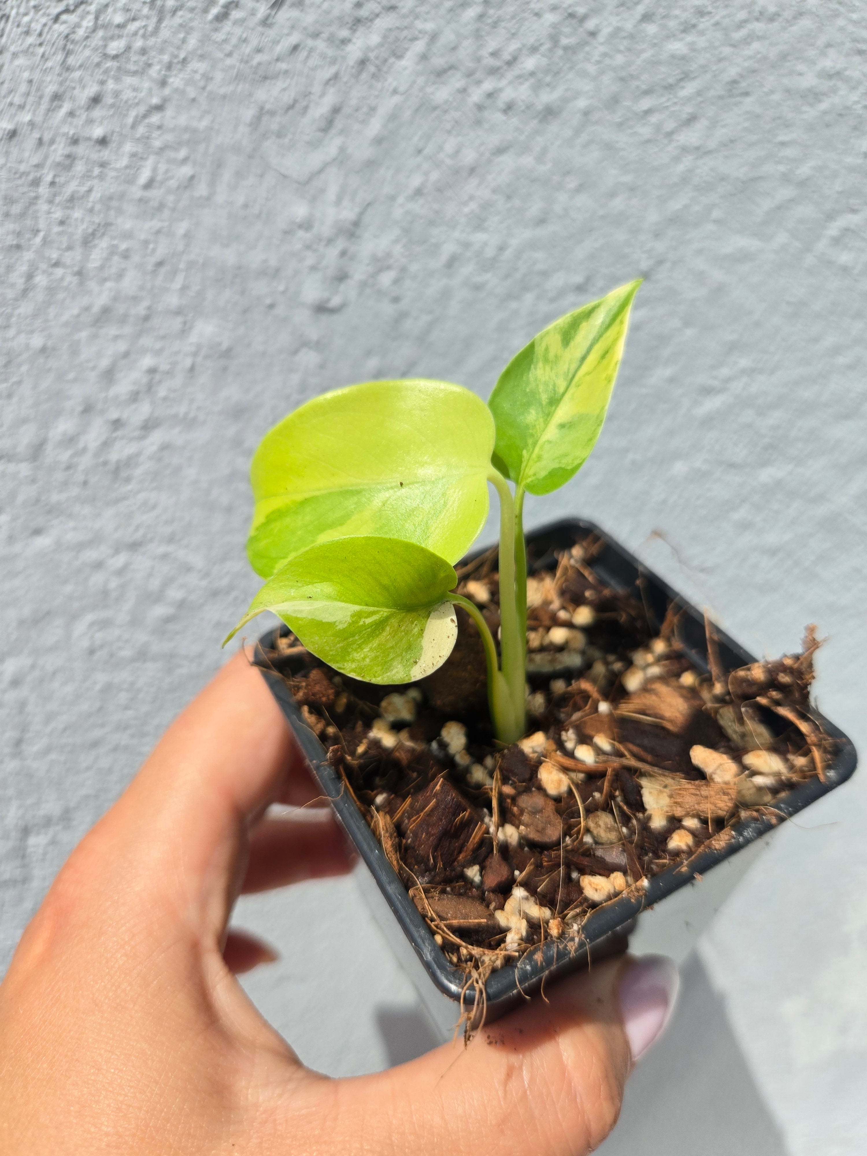 Monstera Marilyn