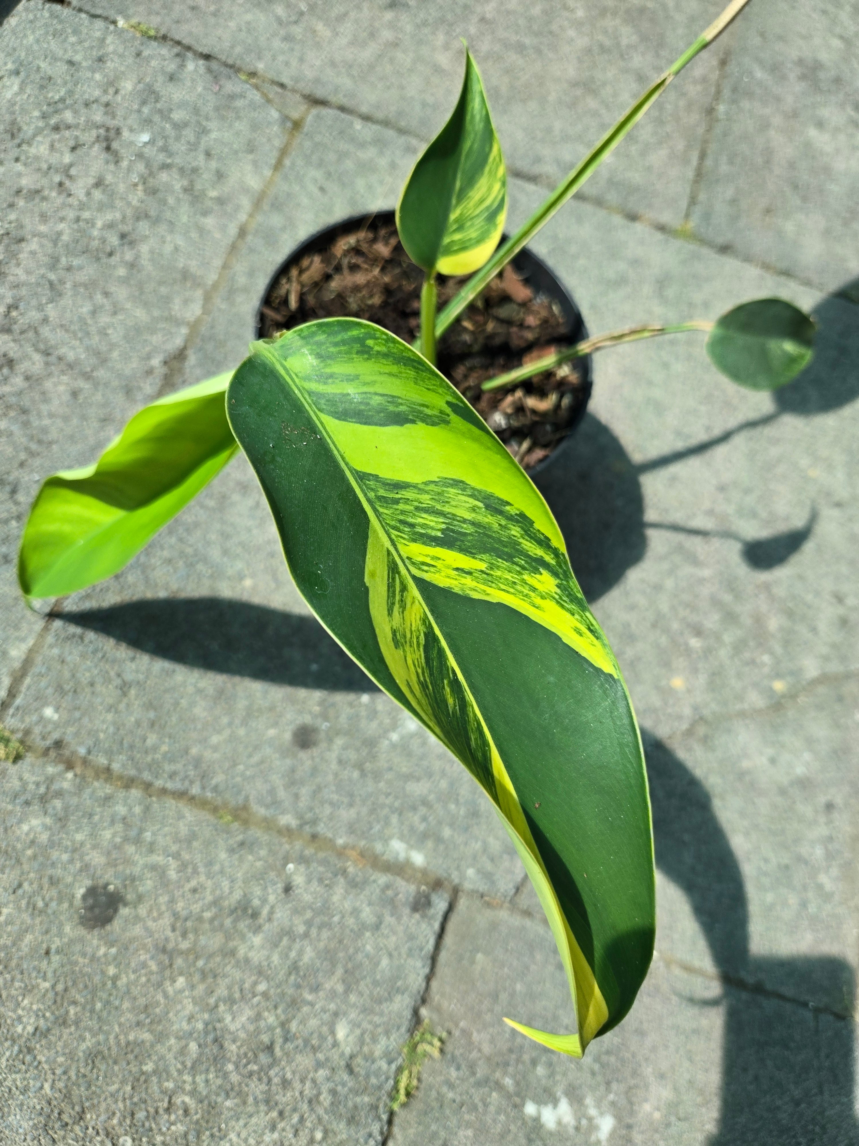 Epipremnum Giganteum Aurea