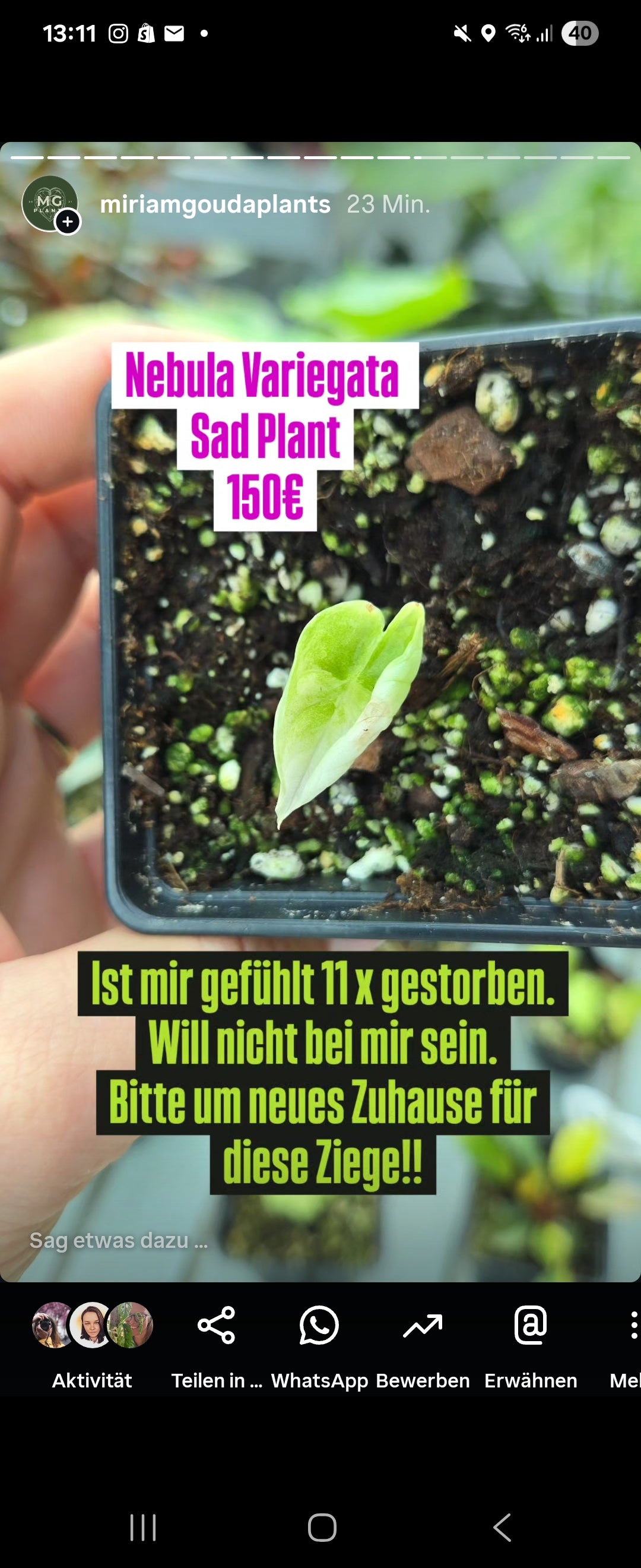 Alocasia Nebula Variegata