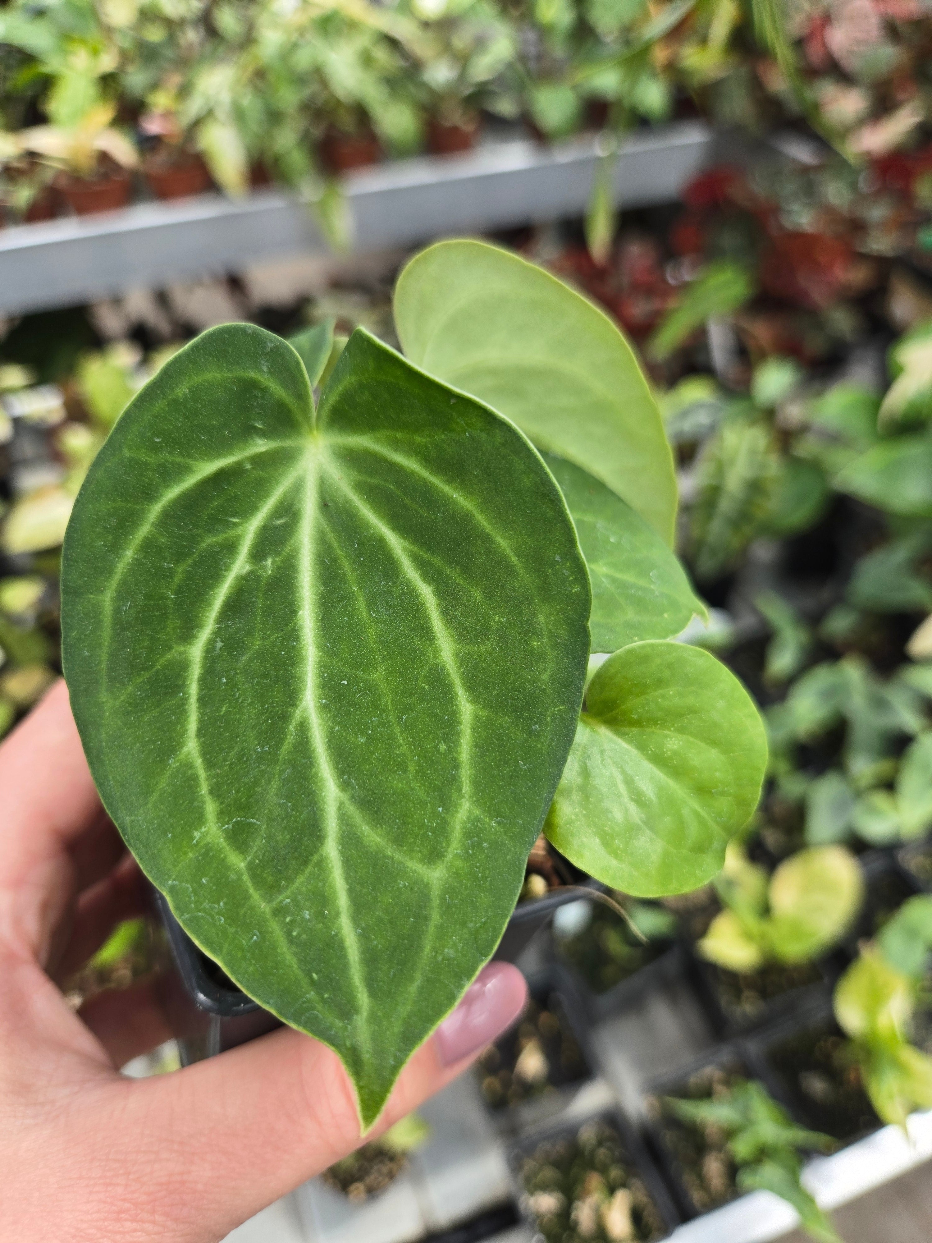 Anthurium Silver Tiger x Clarivernum