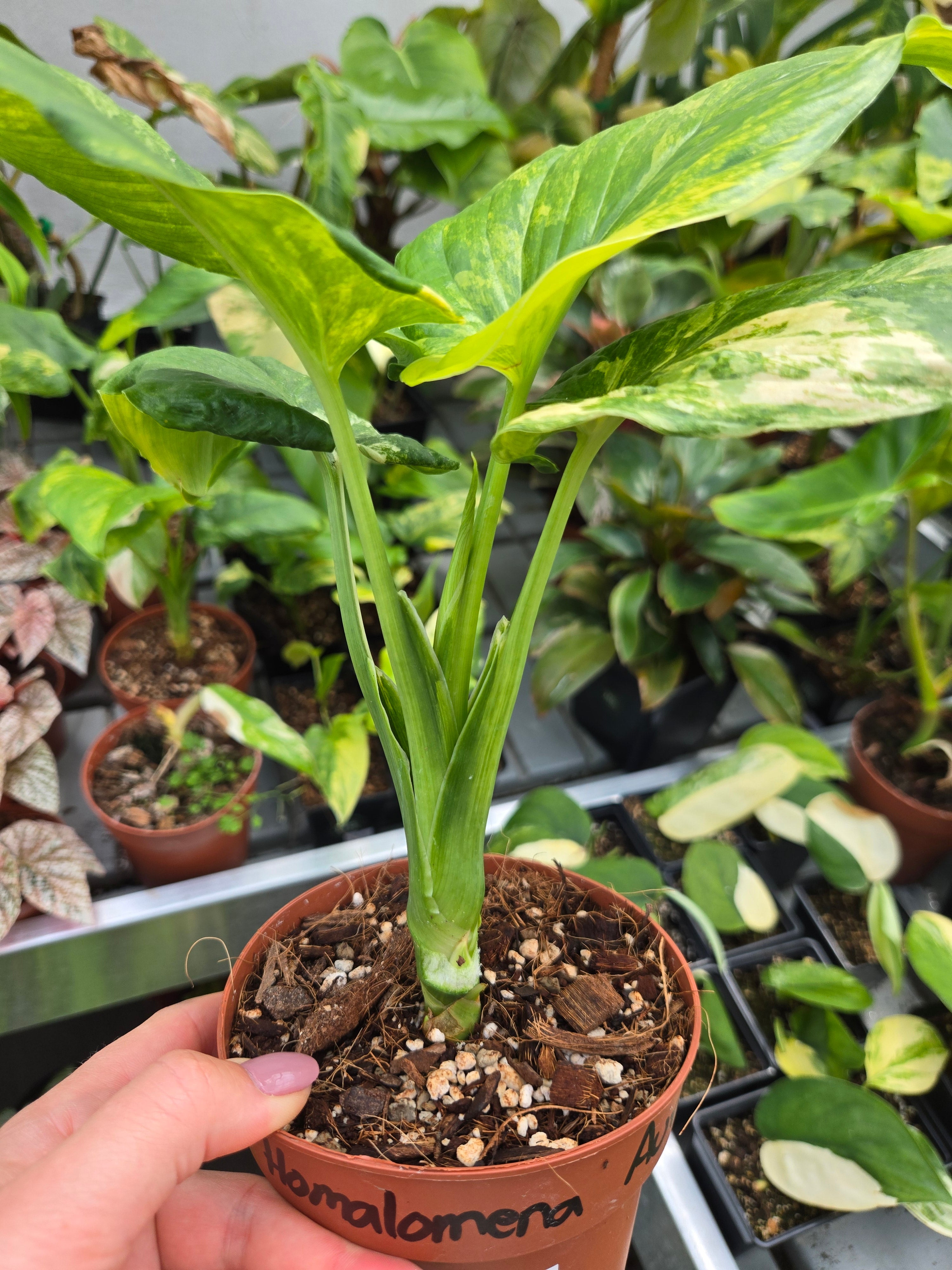 Homalomena Aurea L