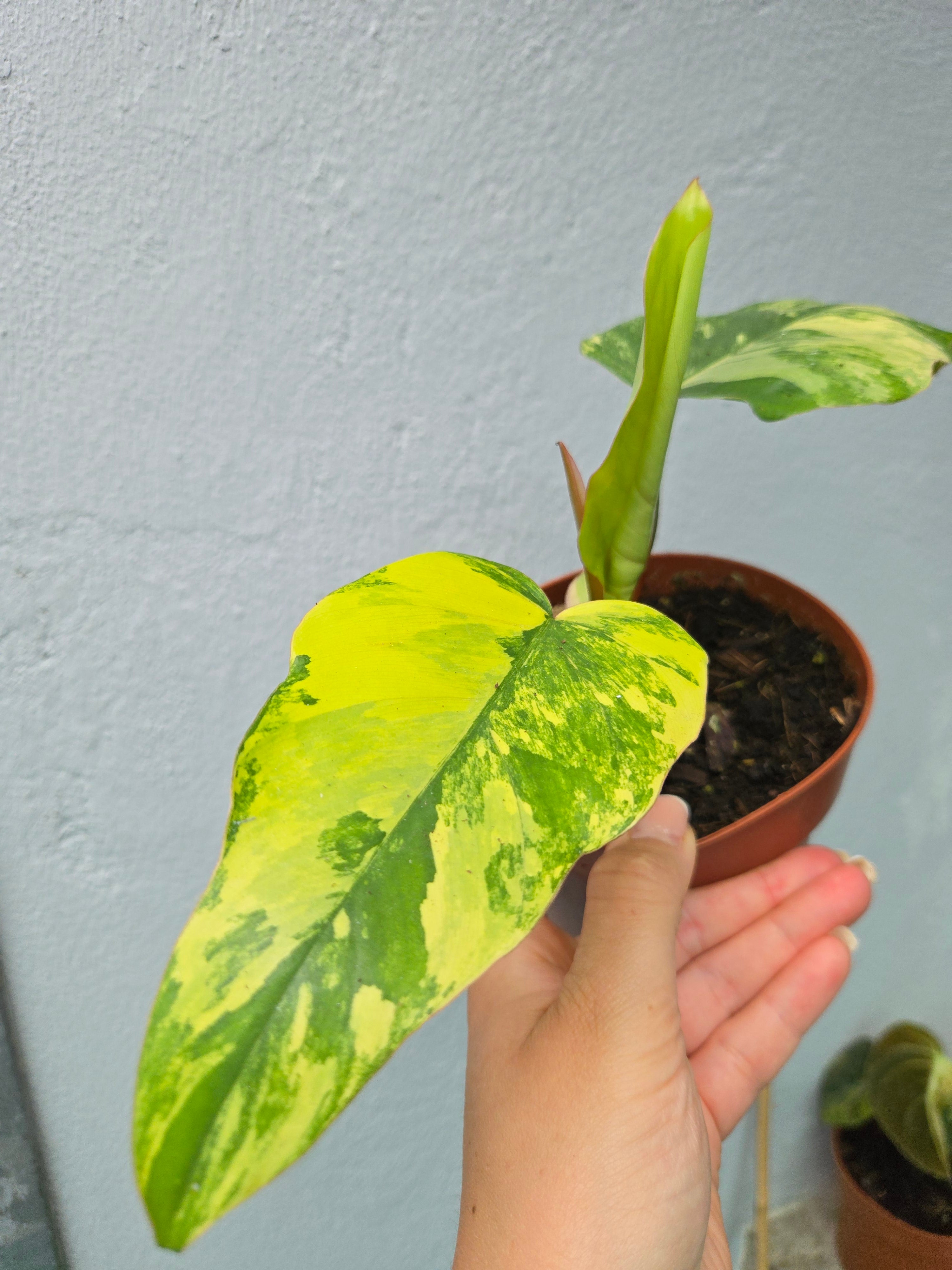 Philodendron Mayoi x Florida Beauty
