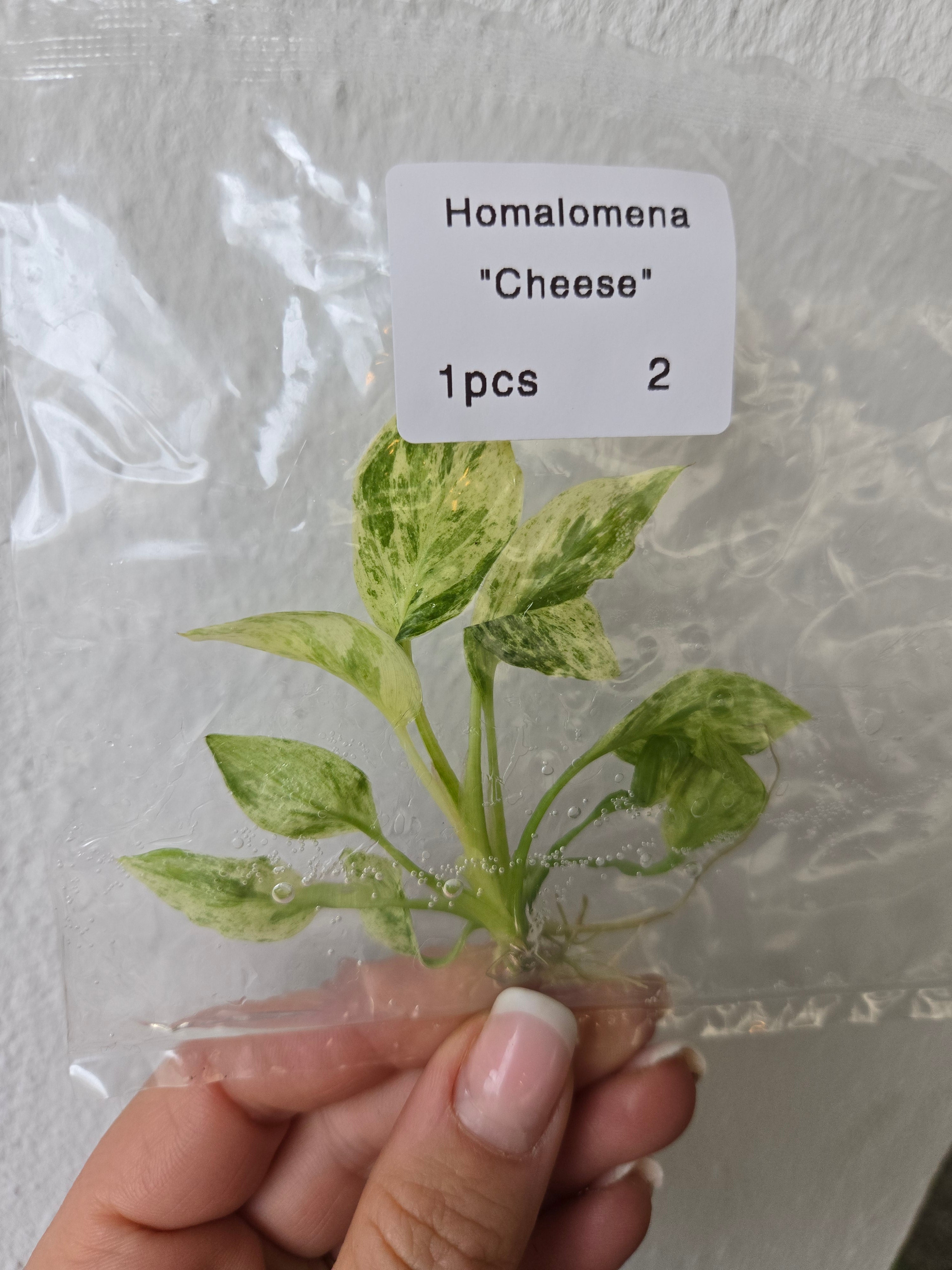 Homalomena Cheese - Tissue Culture -