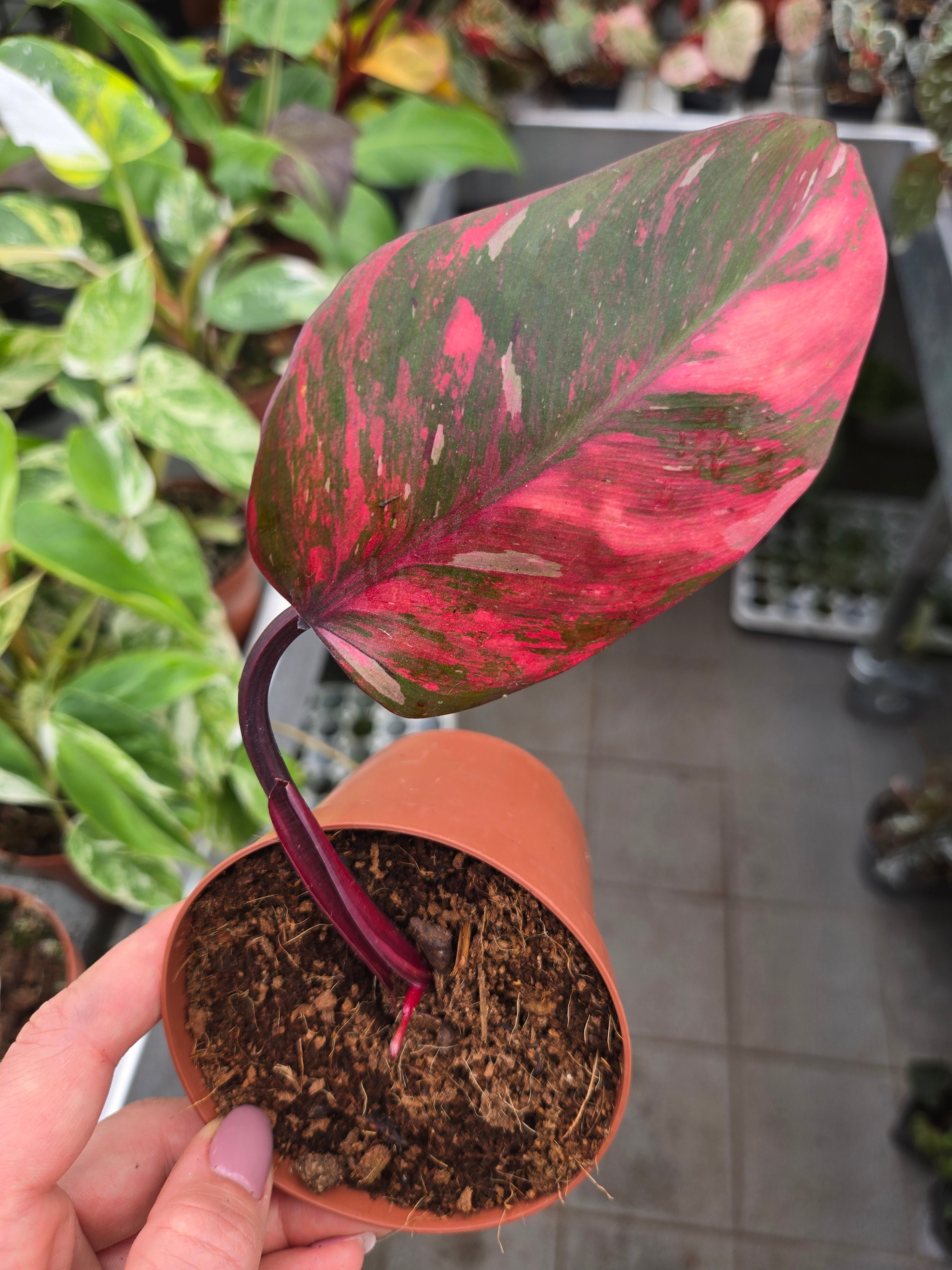 Philodendron Princess of Fire Cutting