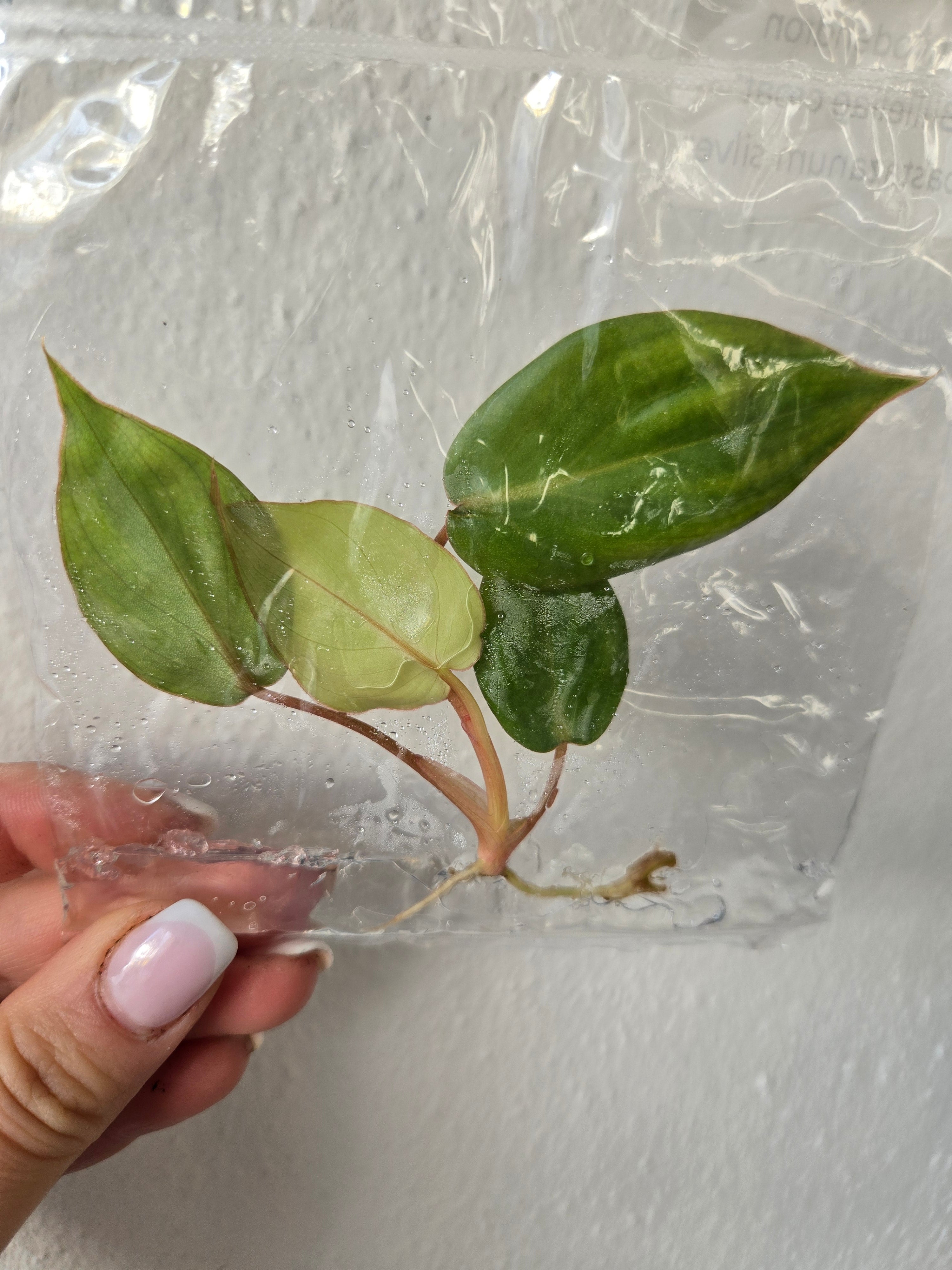 Philodendron Billietiae croat x Pastazanum Silver - TC - Tissue Culture
