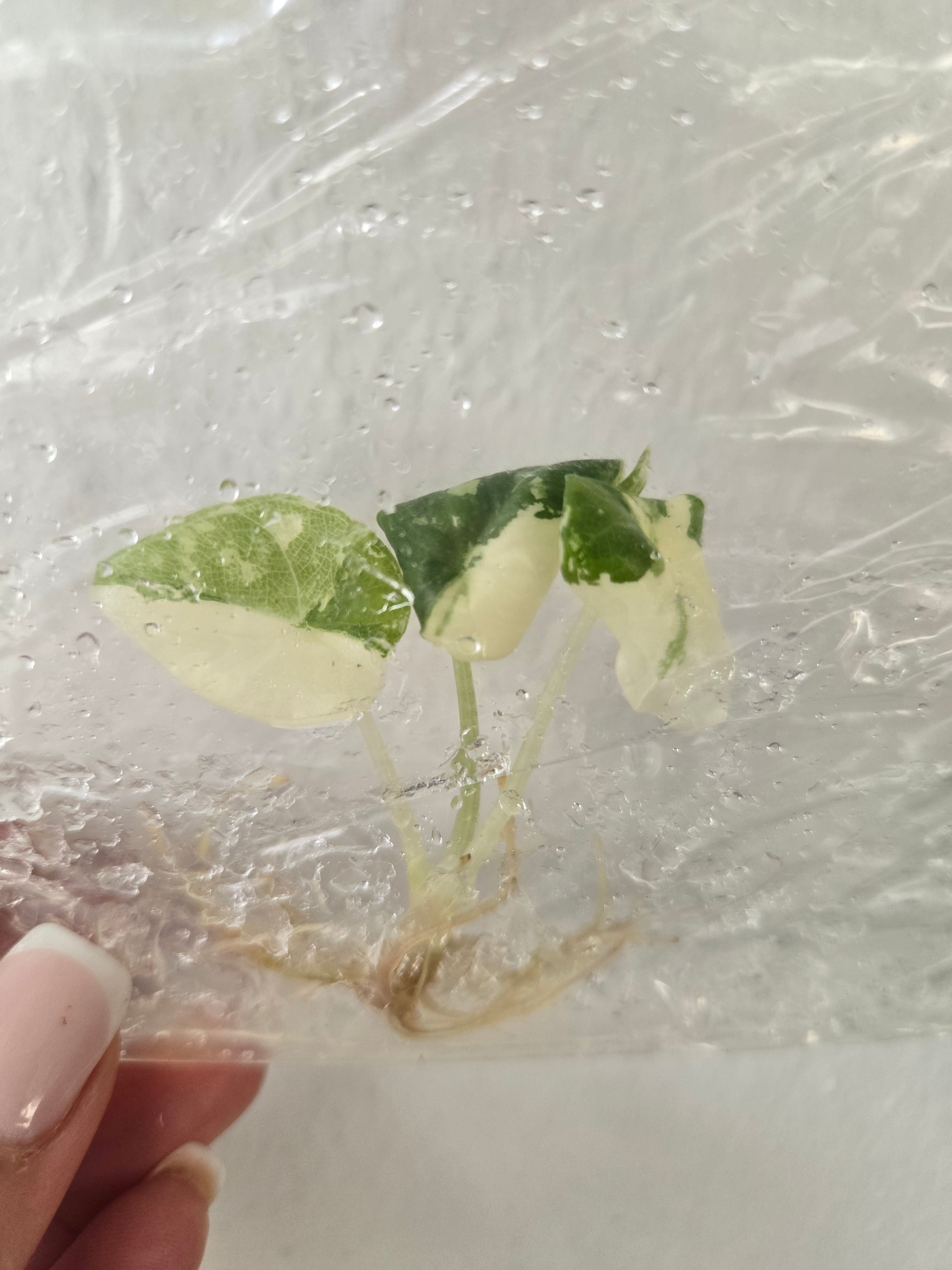 Alocasia Maharani Albo Variegata- TC