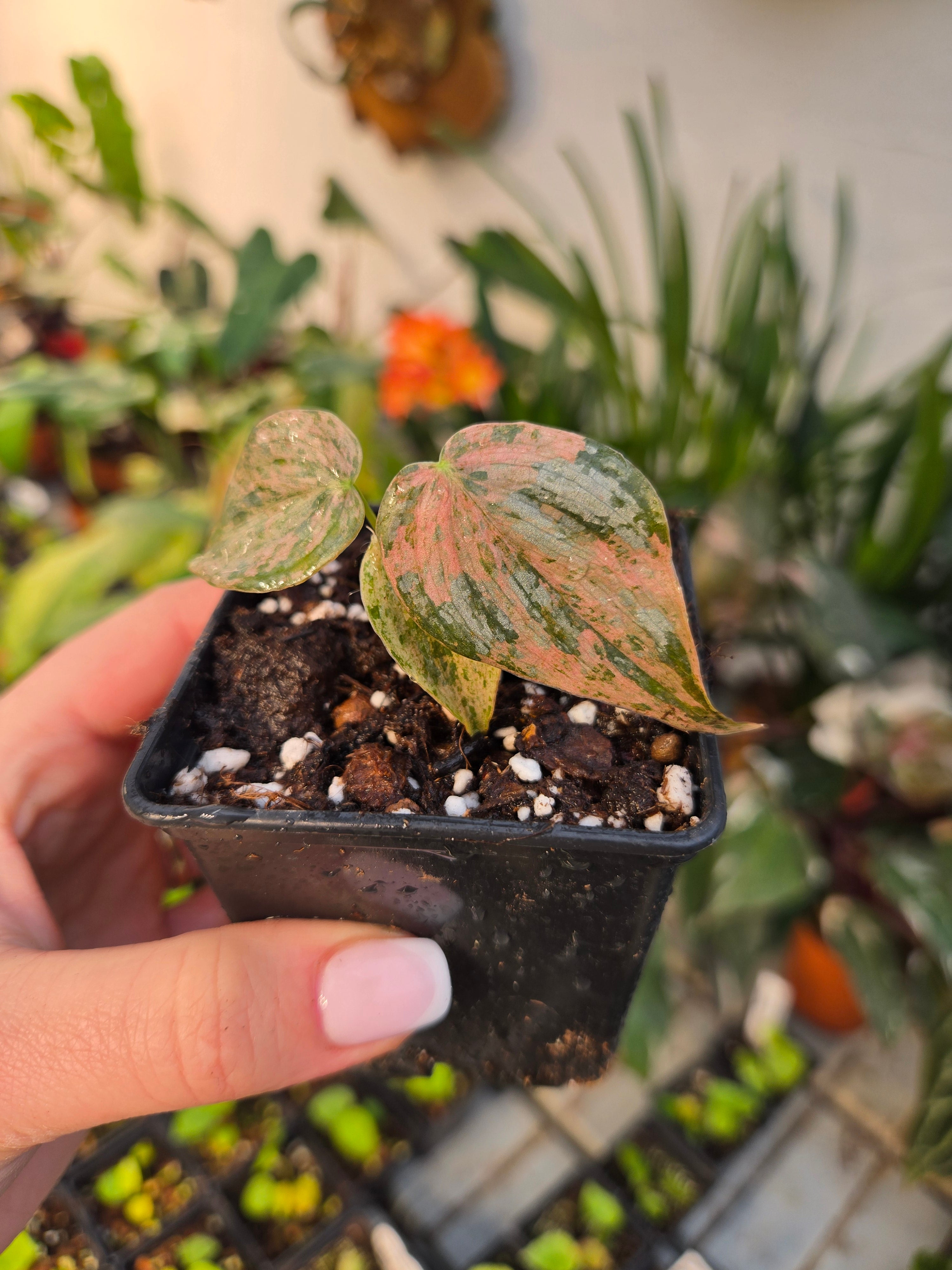 Philodendron Brandtianum Variegata