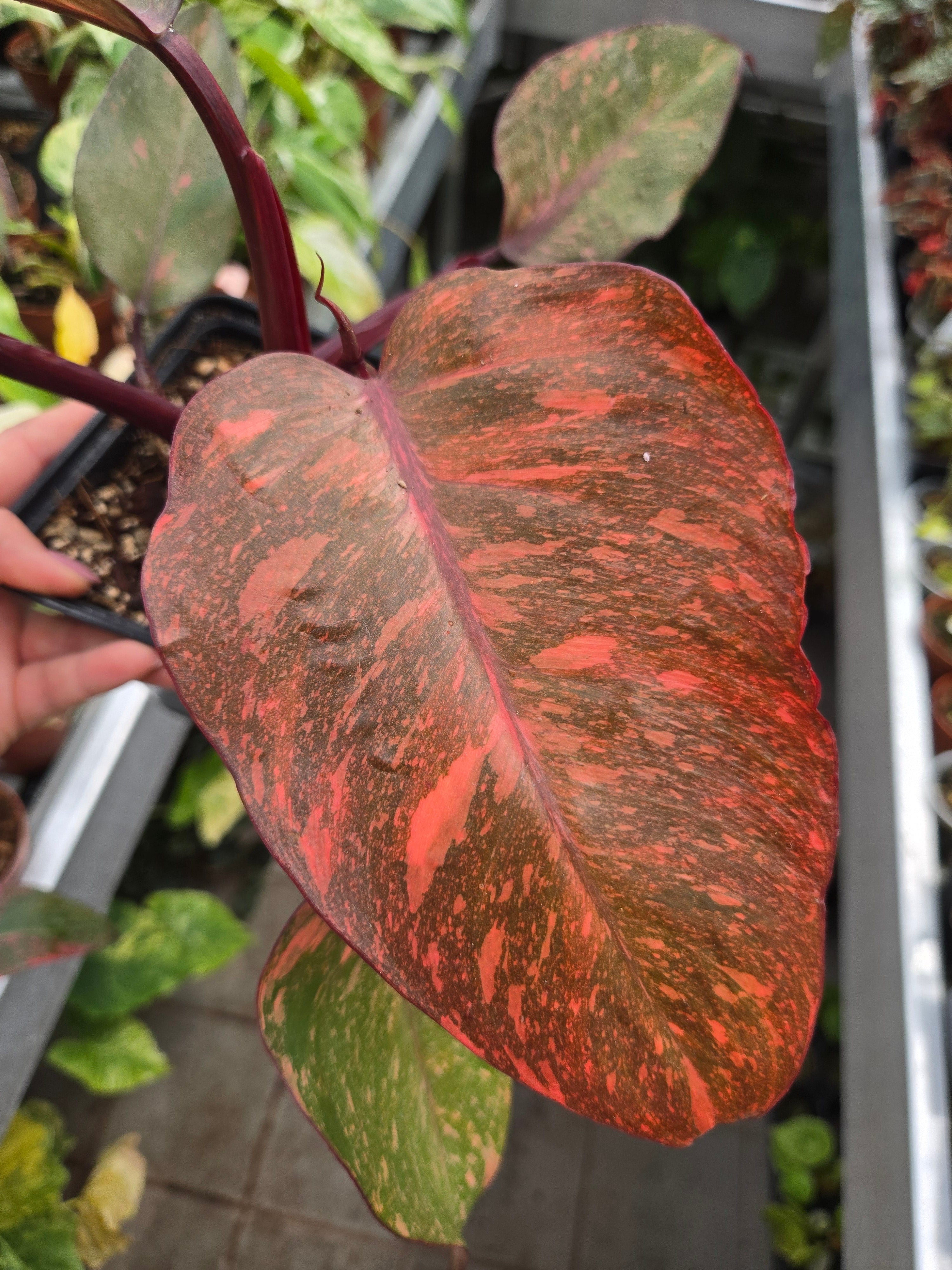 Philodendron Orange Princess Galaxy