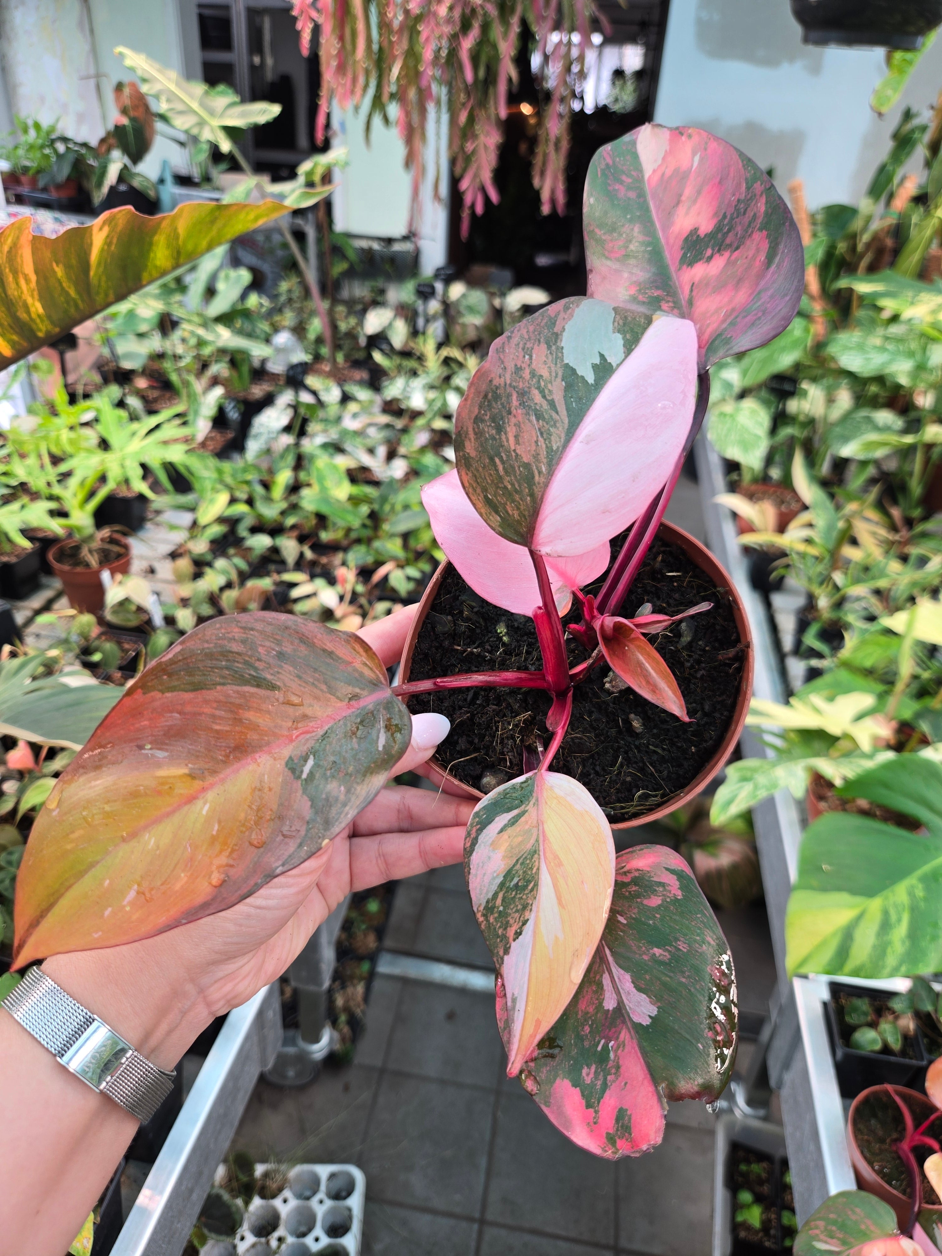 Philodendron Princess of Fire