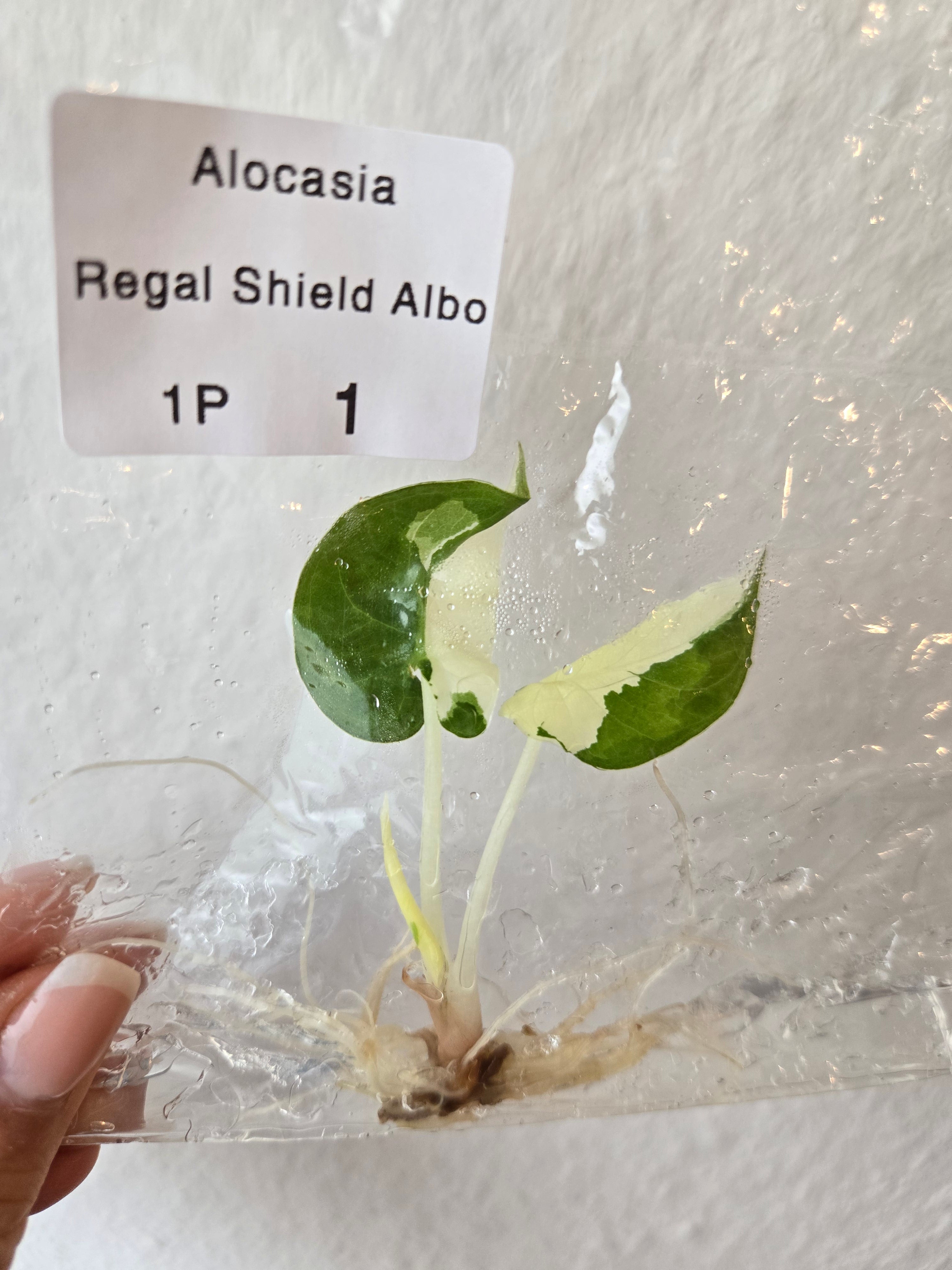 Alocasia Regale Shield Albo