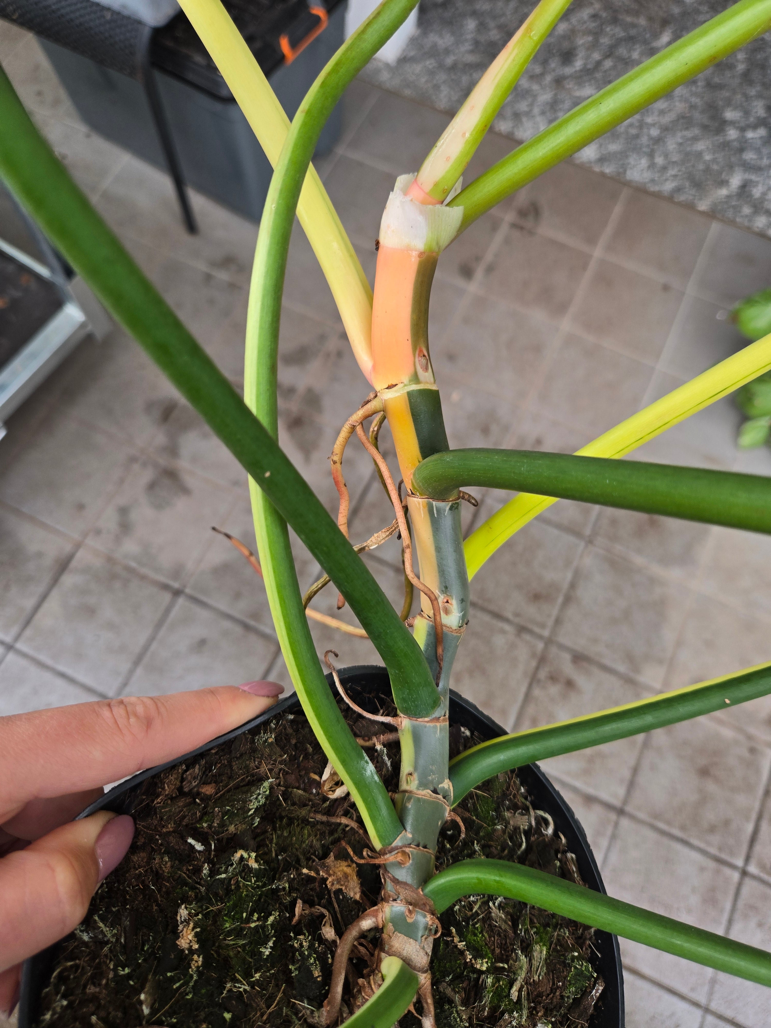 Philodendron Golden Dragon Albo Cuttings