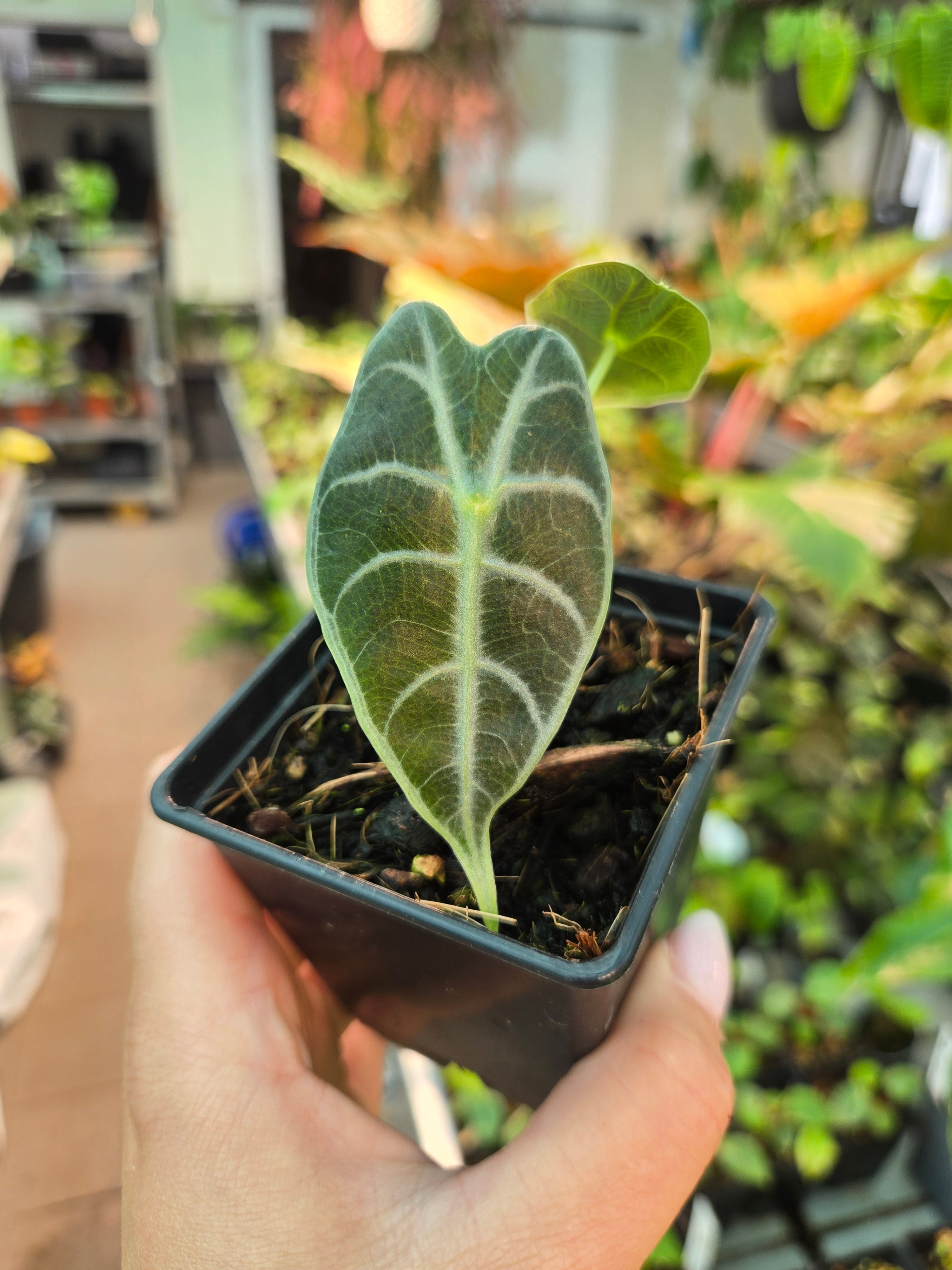 Alocasia Watsoniana Doff Black Leaf