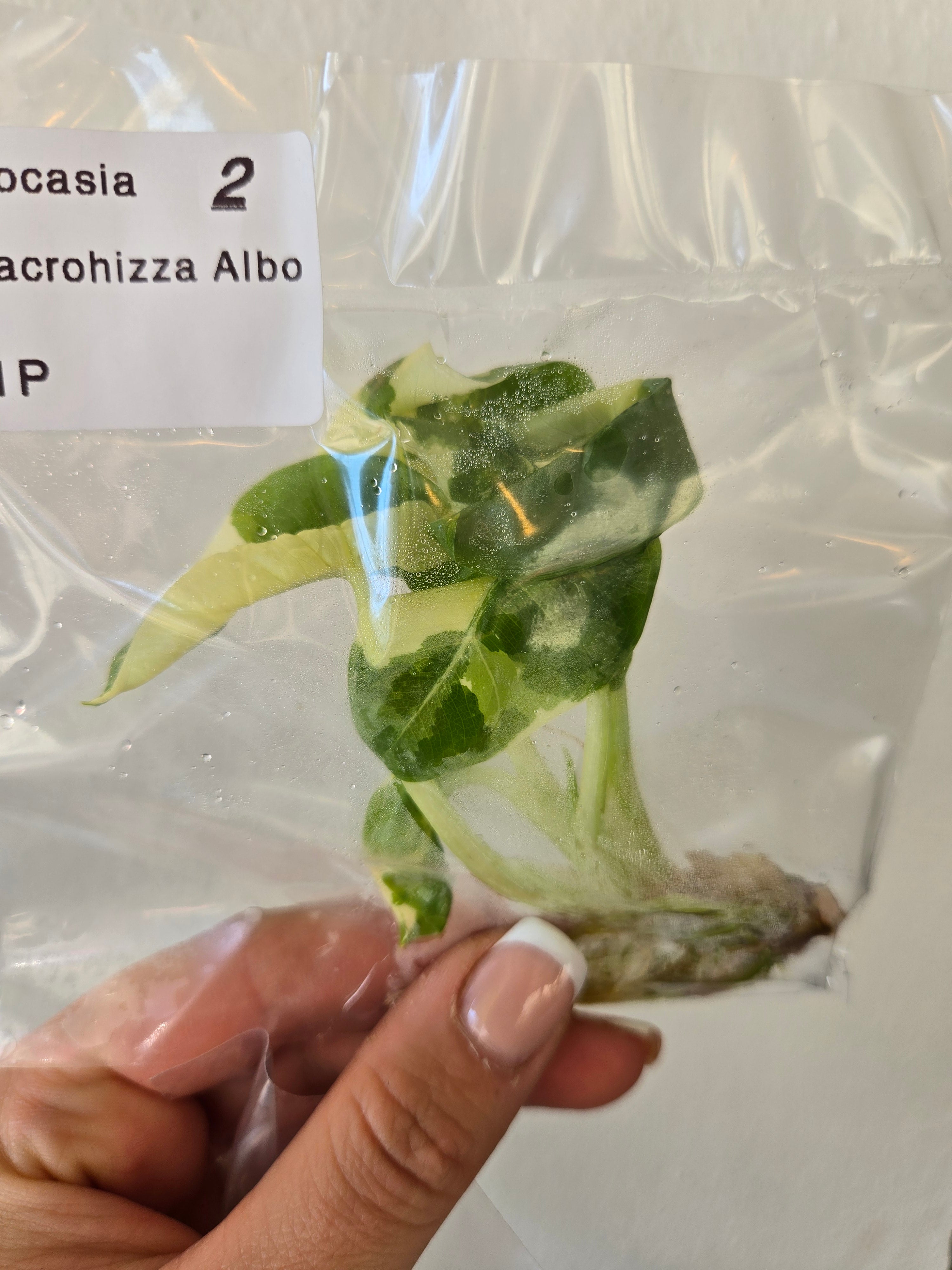 Alocasia Macrorrhiza Albo - TC Tissue Culture
