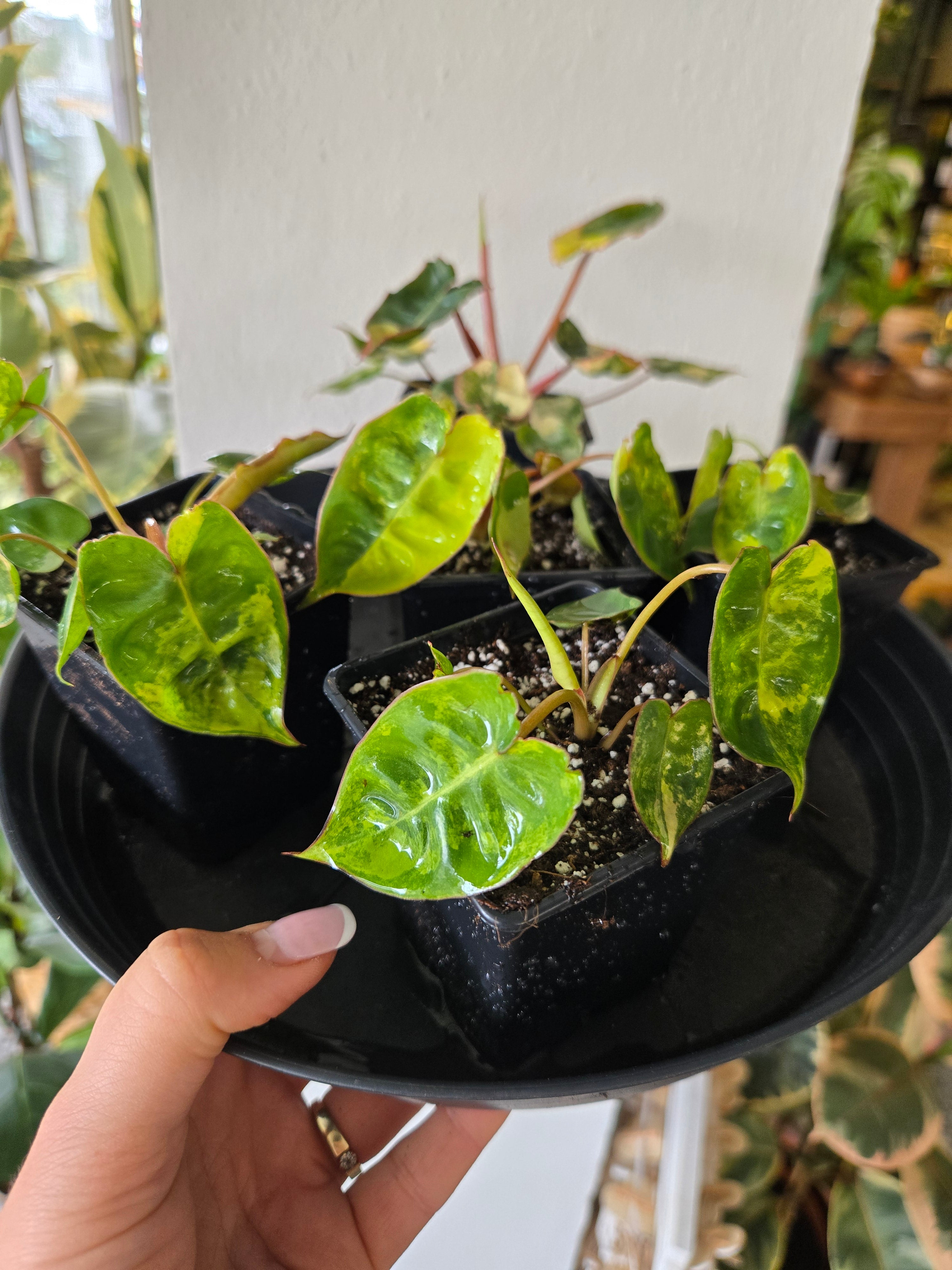Philodendron Billietiae Variegata Aktion