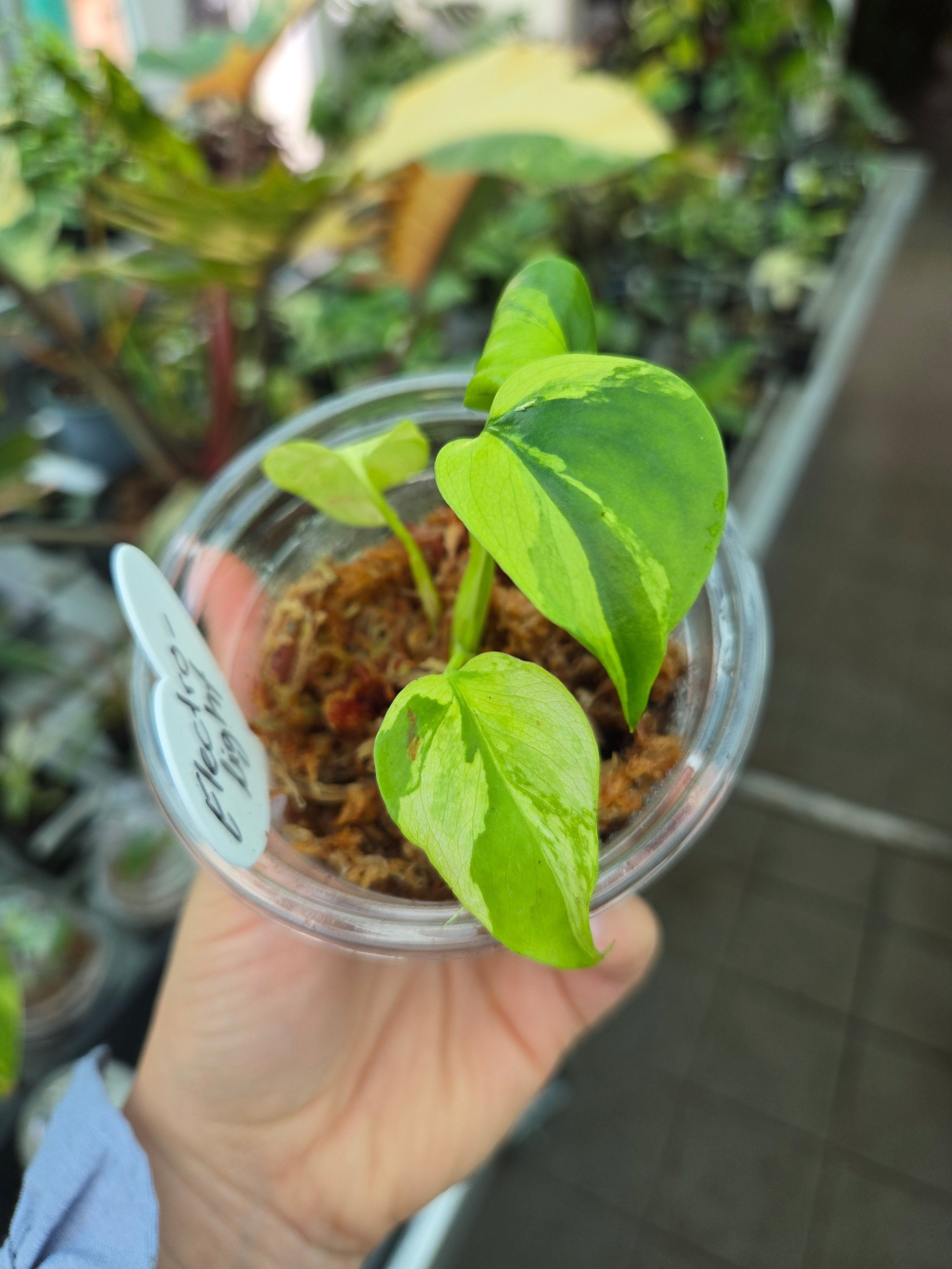 Monstera Electrolight