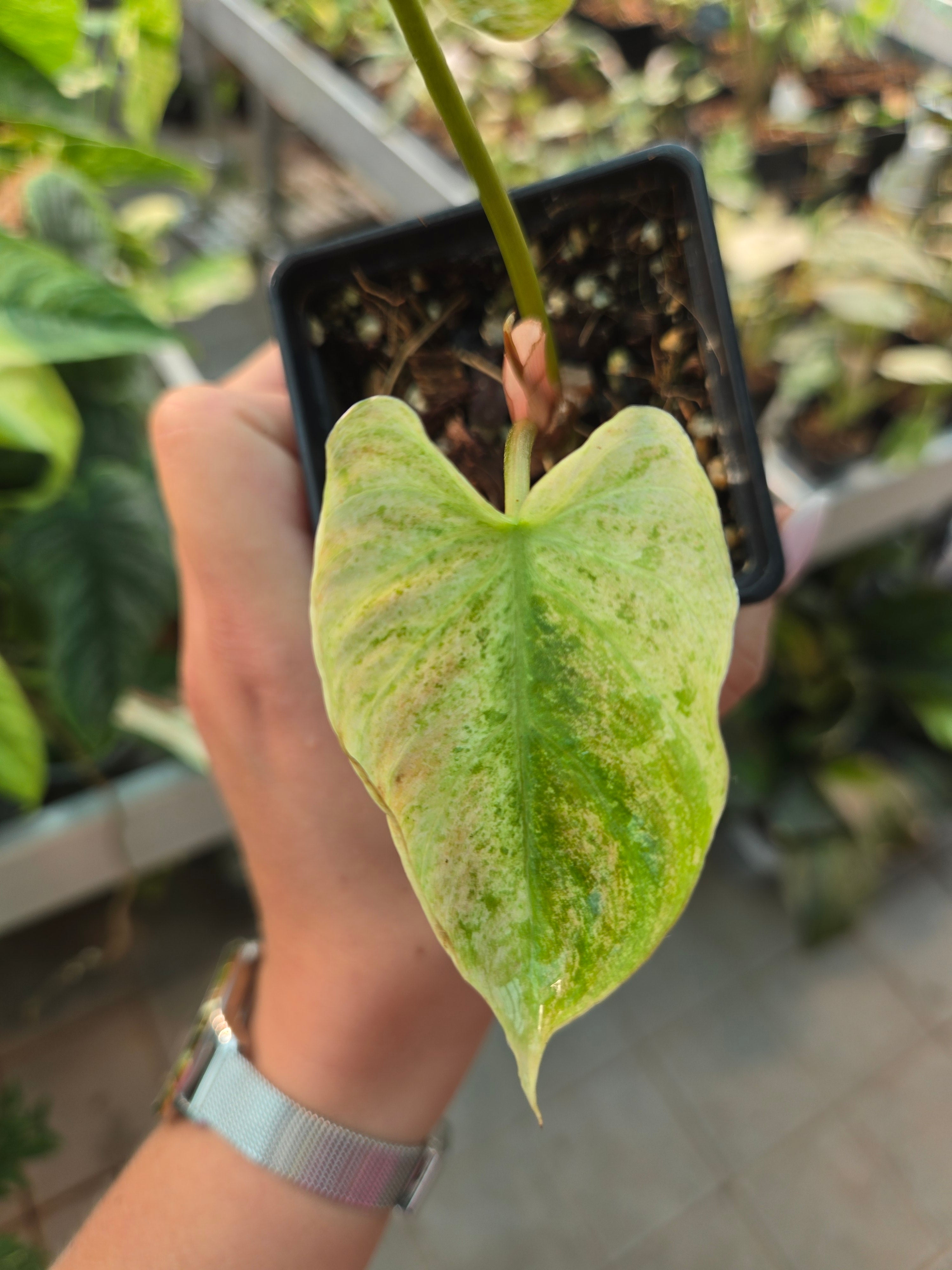 Philodendron Verrucosum Variegata