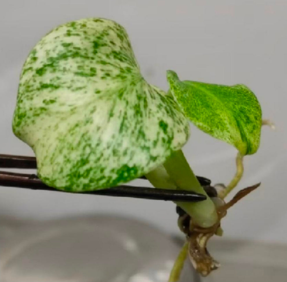 Monstera Deliciosa Star Shadow - TC - Tissue Culture