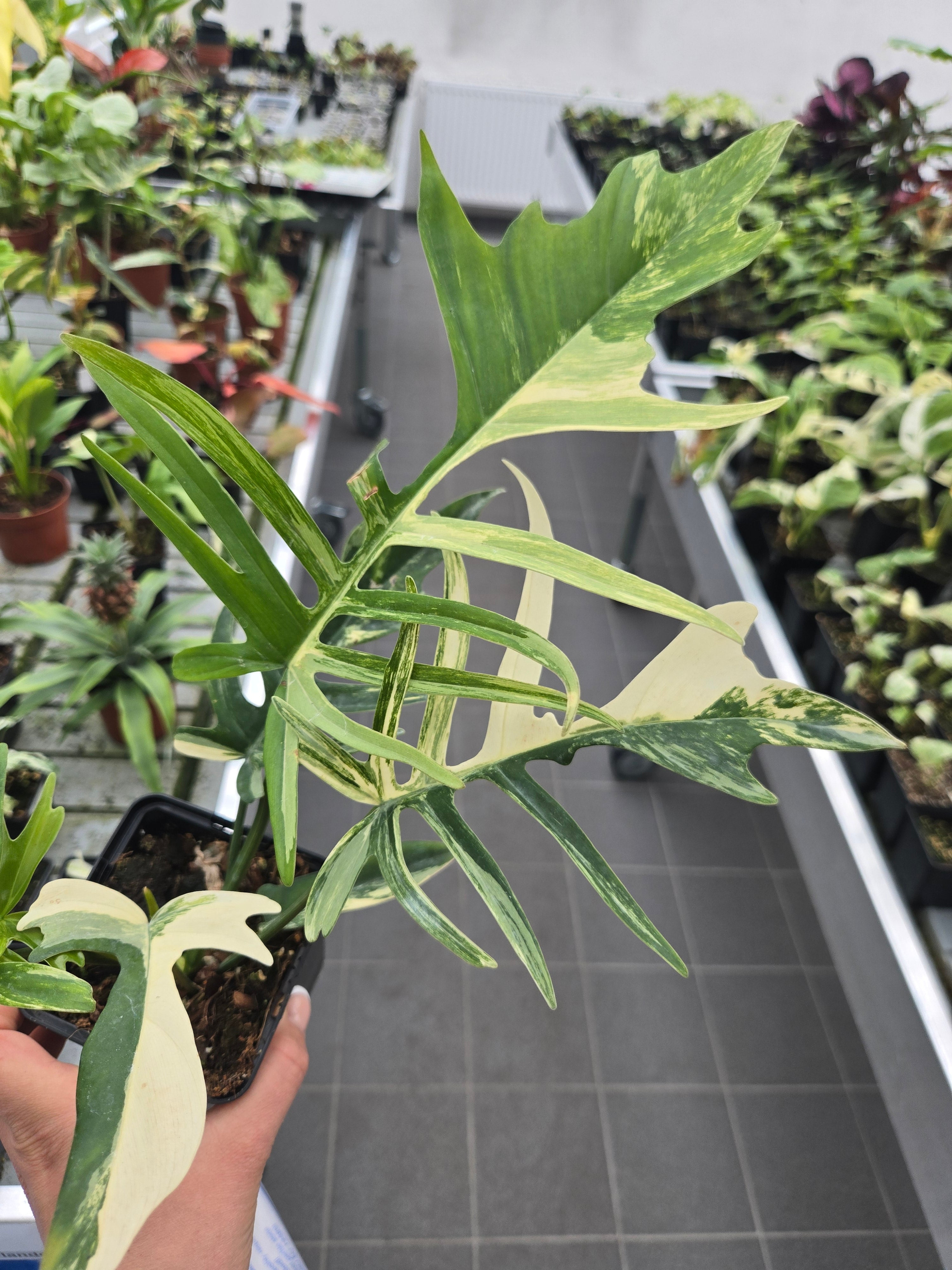Philodendron Florida Beauty x Tortum Variegata