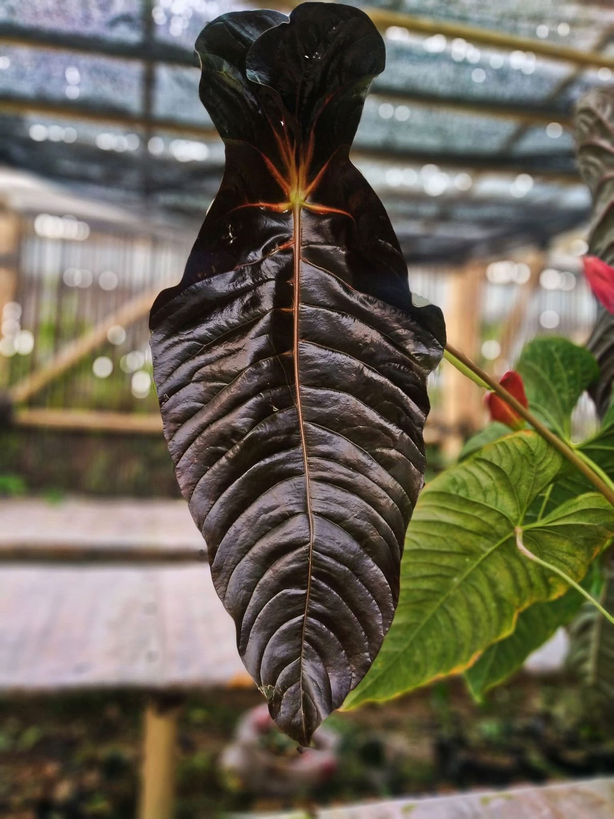 Anthurium Veitchii Black