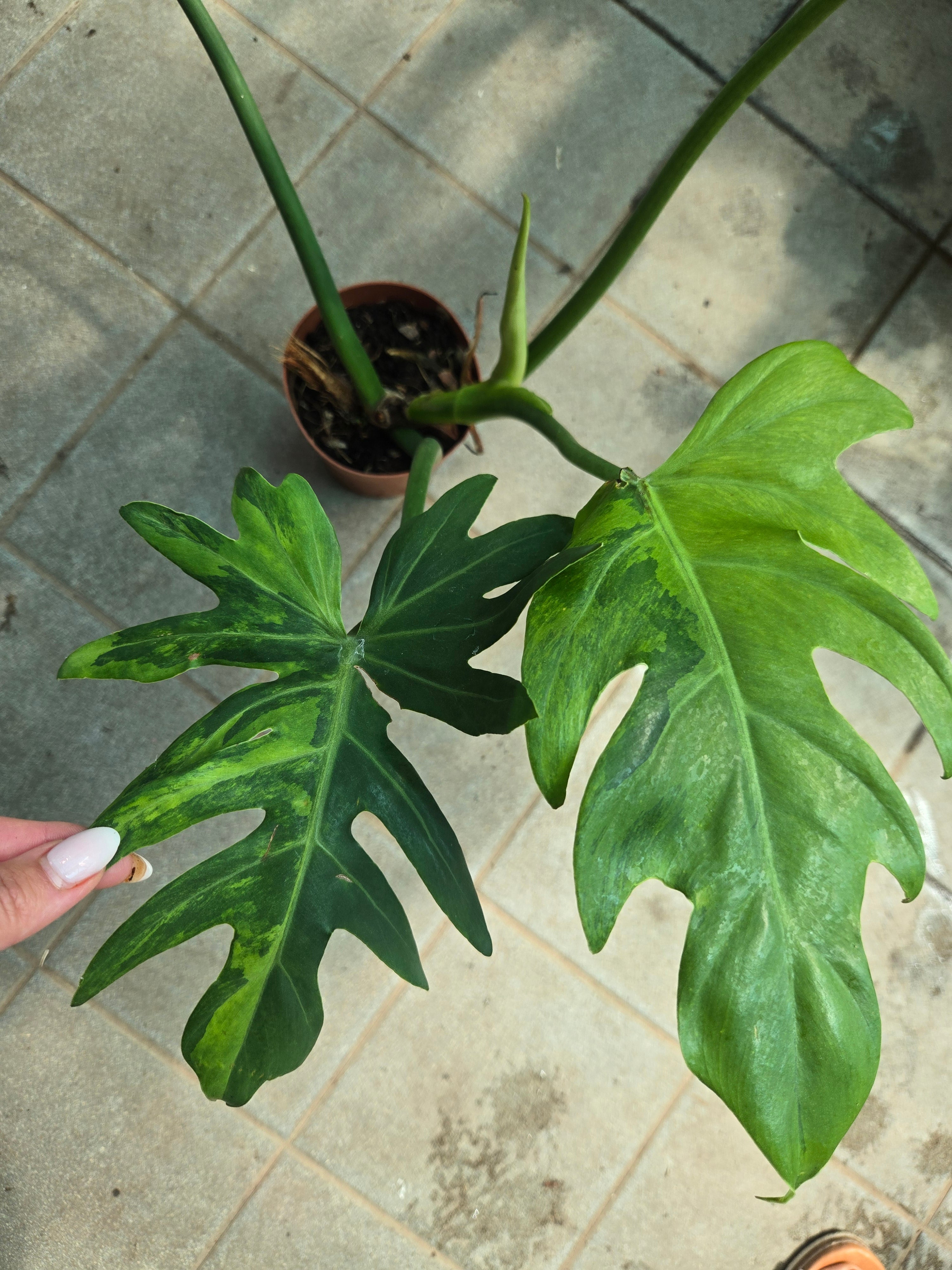 Philodendron Radiatum Variegata