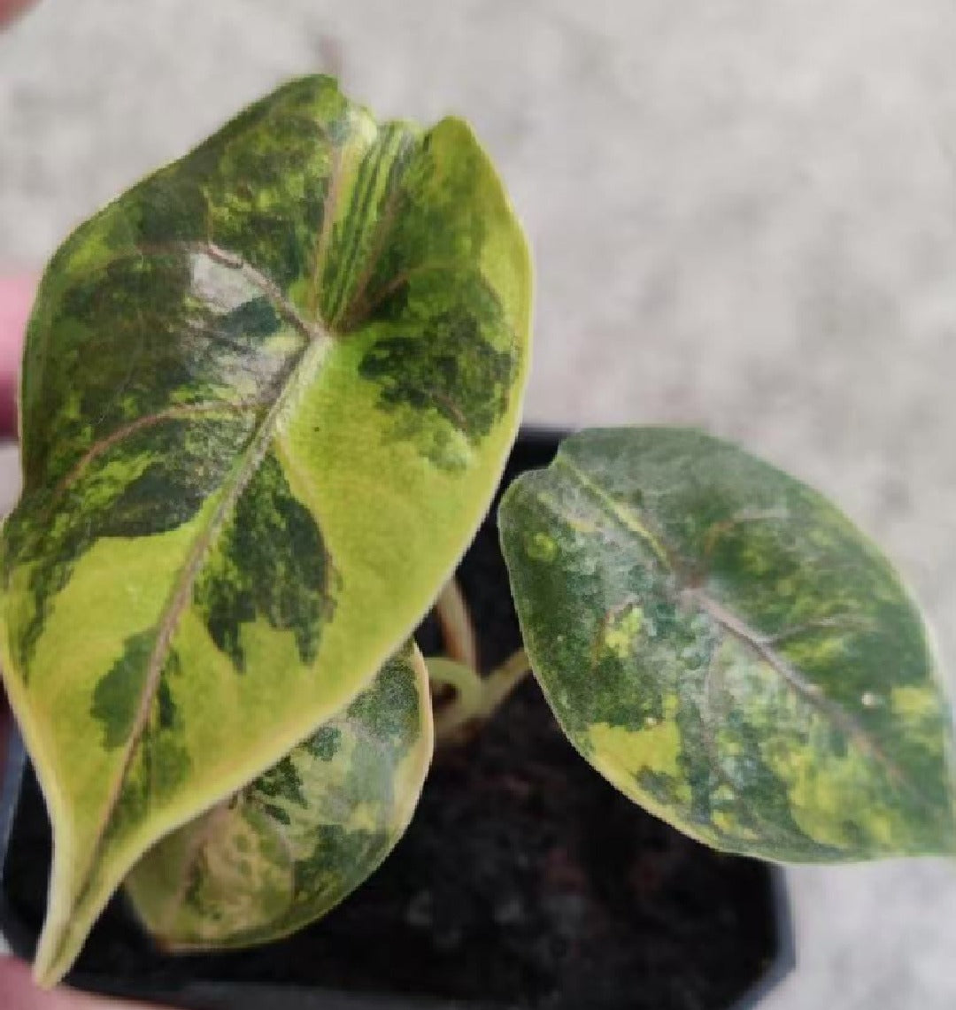 Alocasia Azlanii Aurea -TC