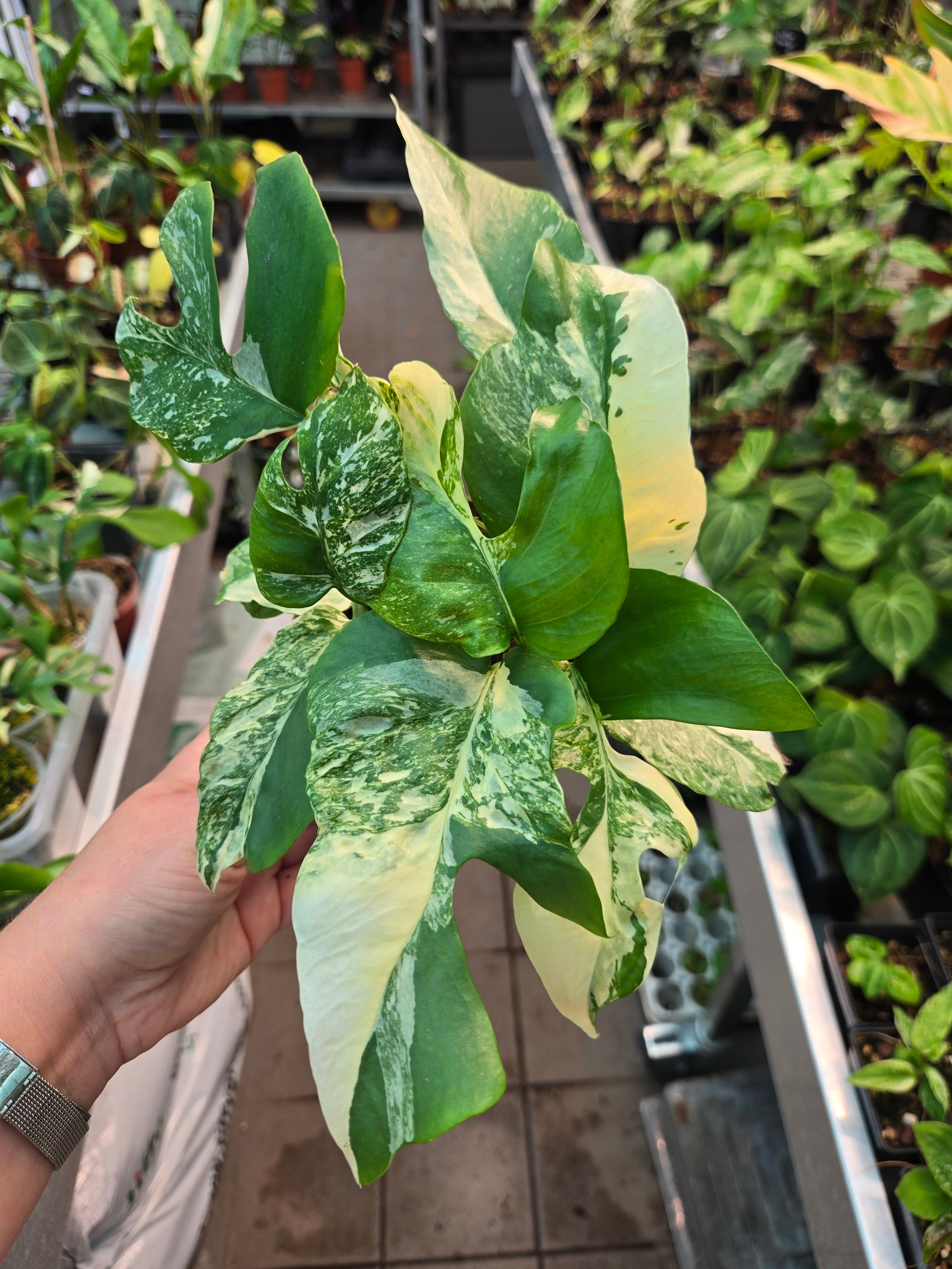 Rhaphidophora tetrasperma Super Thai 2