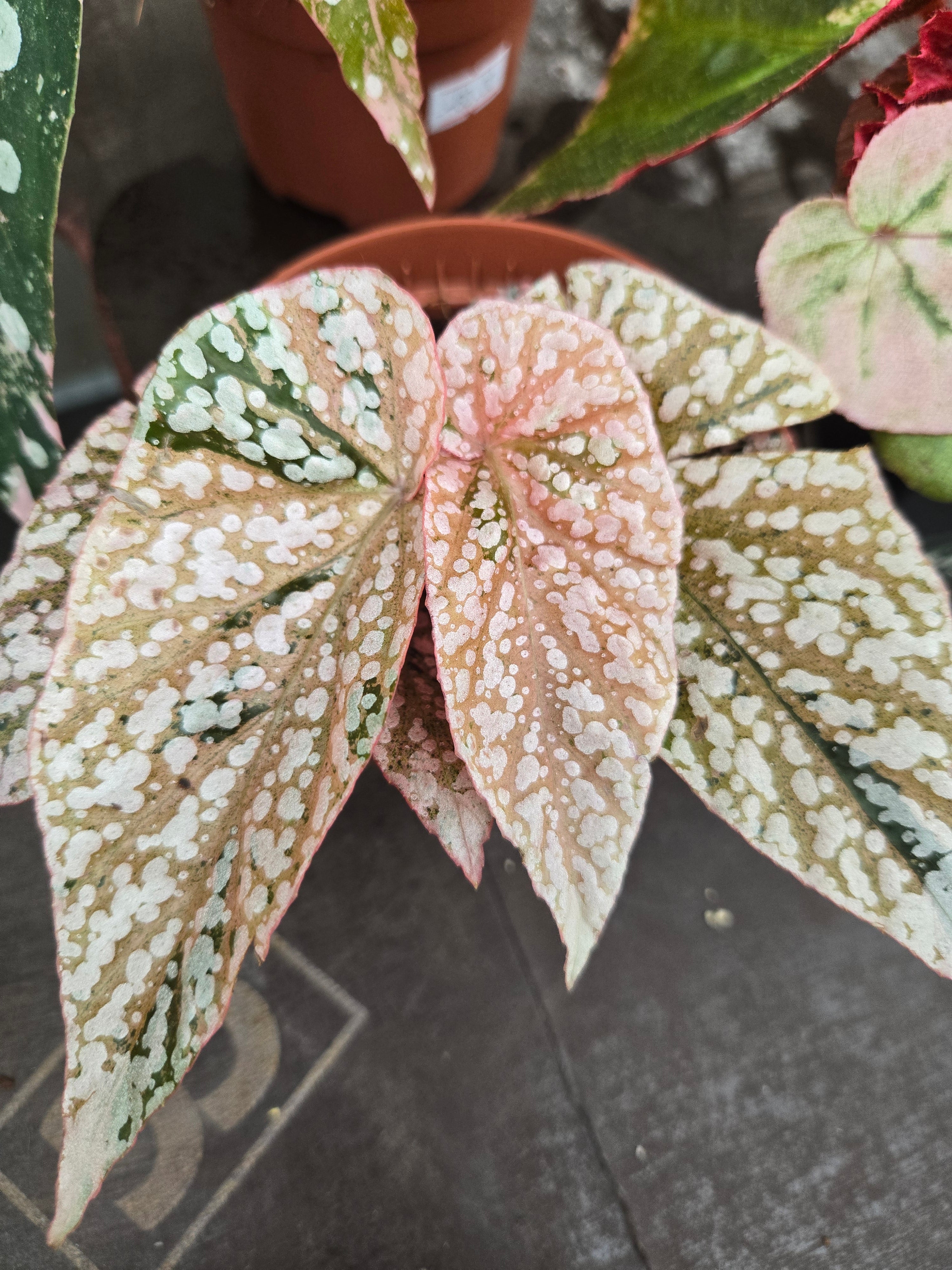 Begonia Pink Bundel