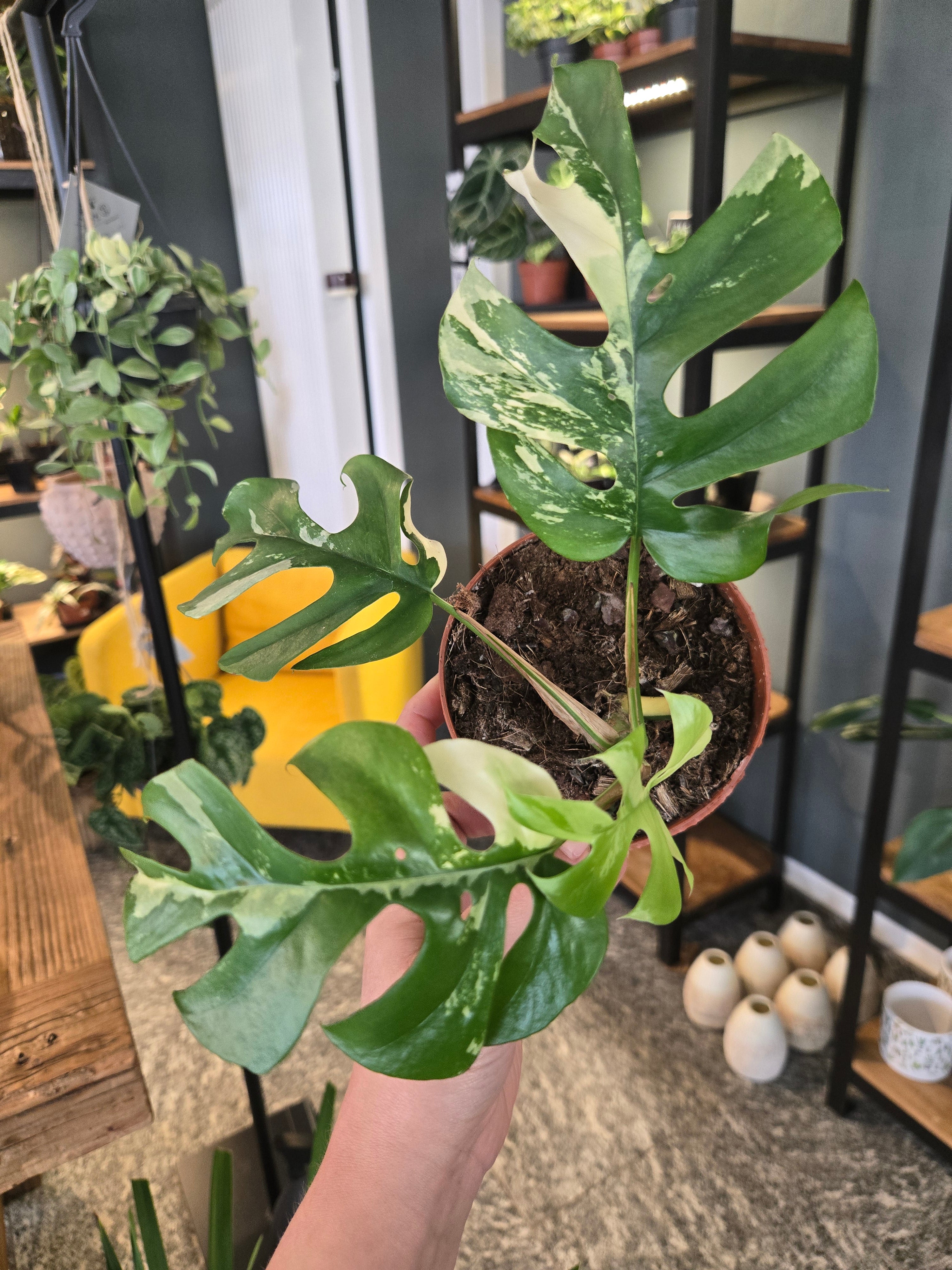 Rhaphidophora Testrasperma Variegata